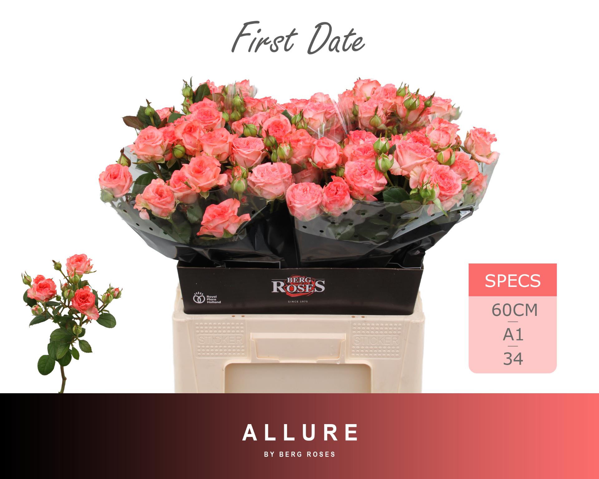 Rosa Spr First Date 60cm