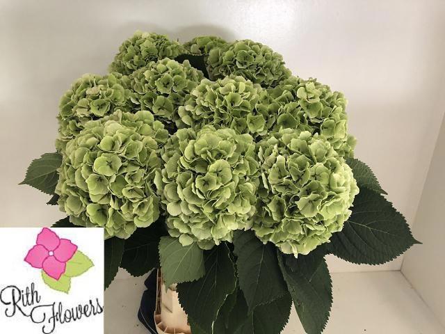 Hydr M Ch Verena Cl 80 cm