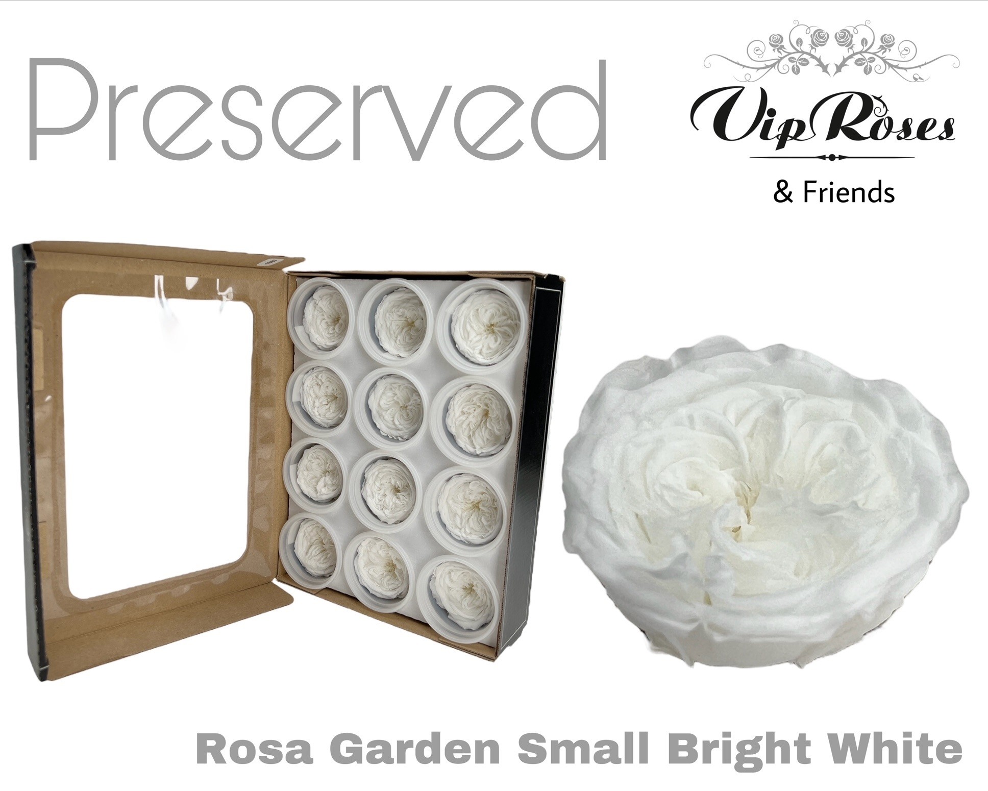 R Preserved Garden Small Bright White 5 cm