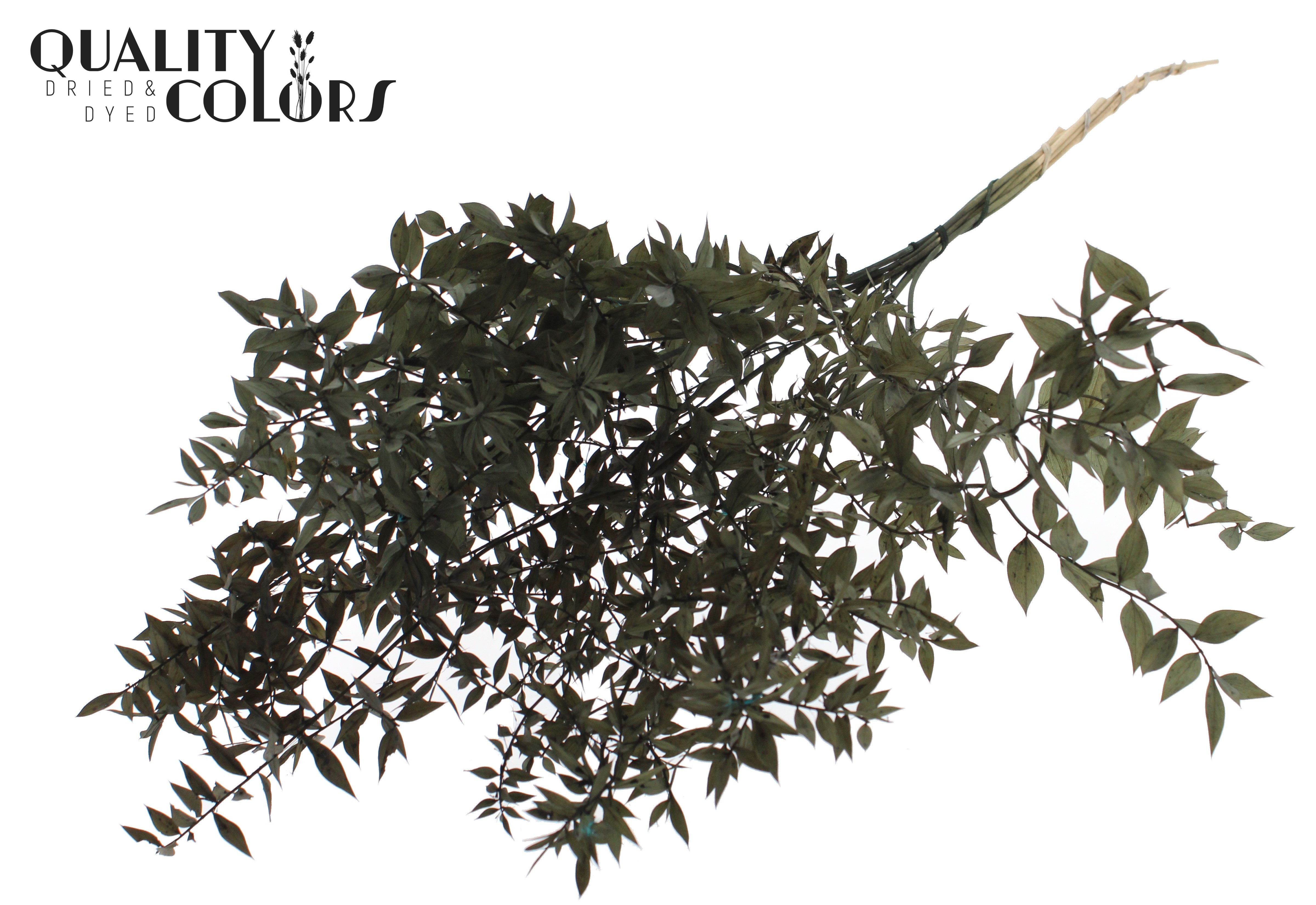 Ruscus Aculeatus Preserved Black Per Bunch 70cm 1st