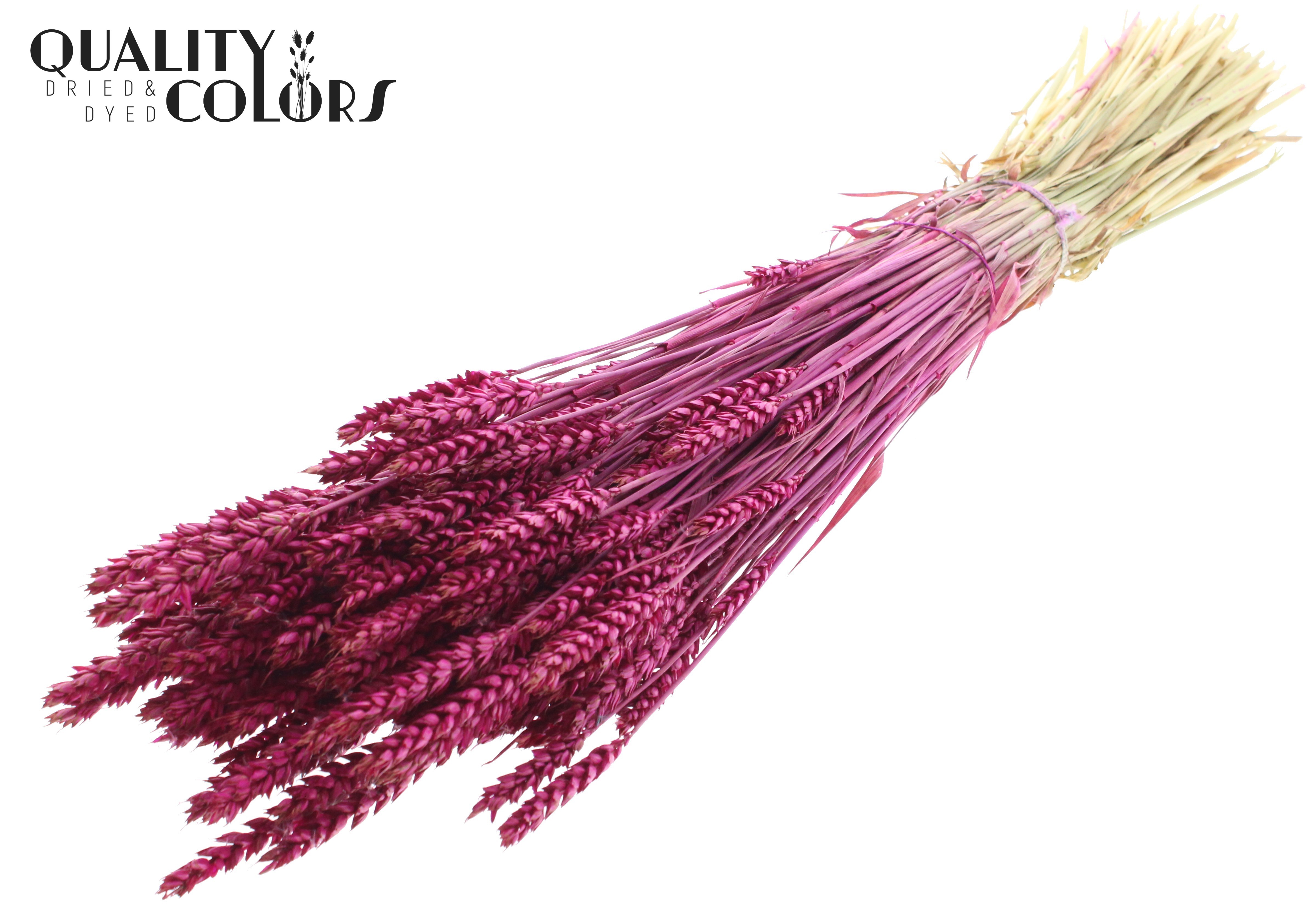 Triticum Lilac Per Bunch 60cm
