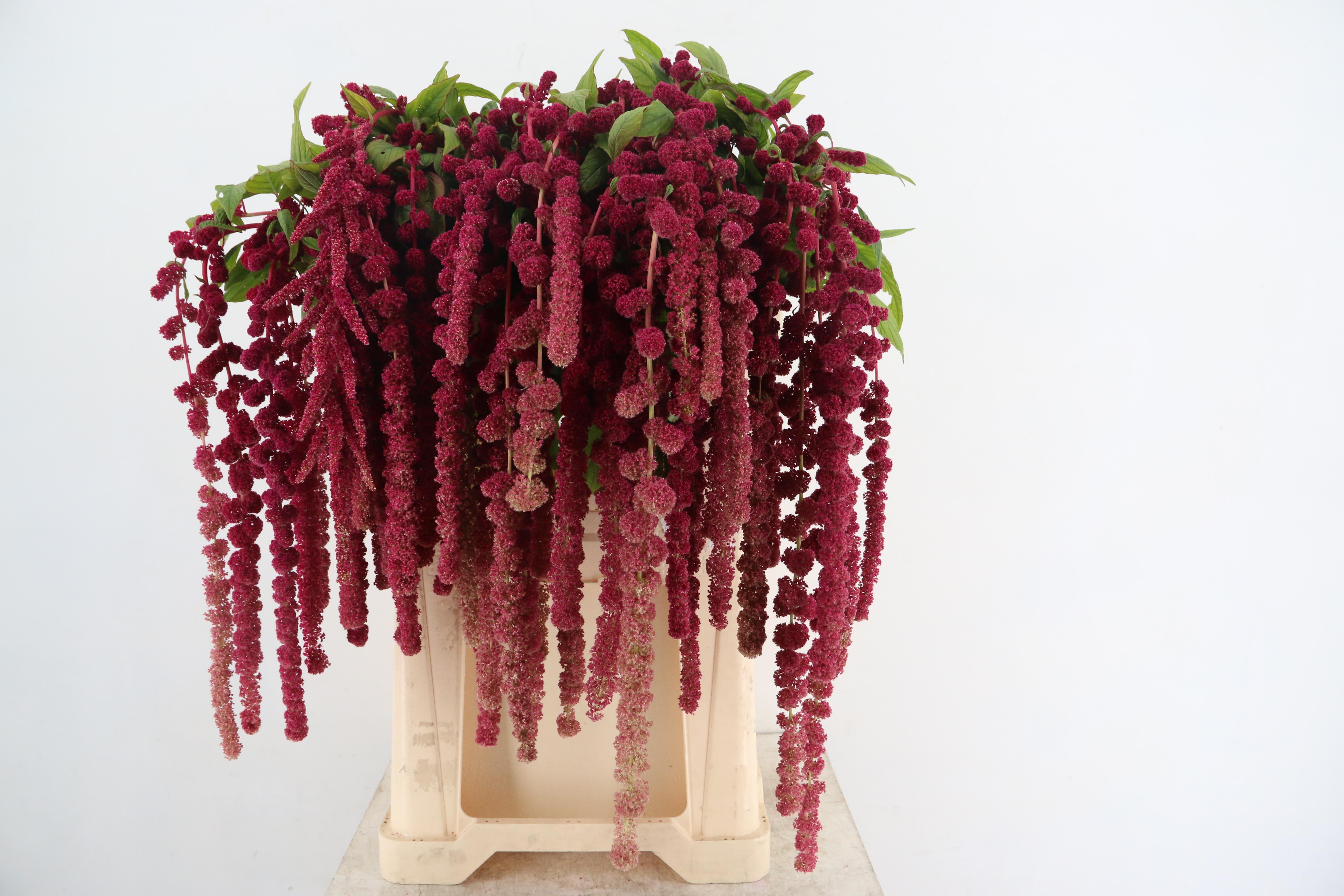Amaranthus Caudatus Rosary 80cm