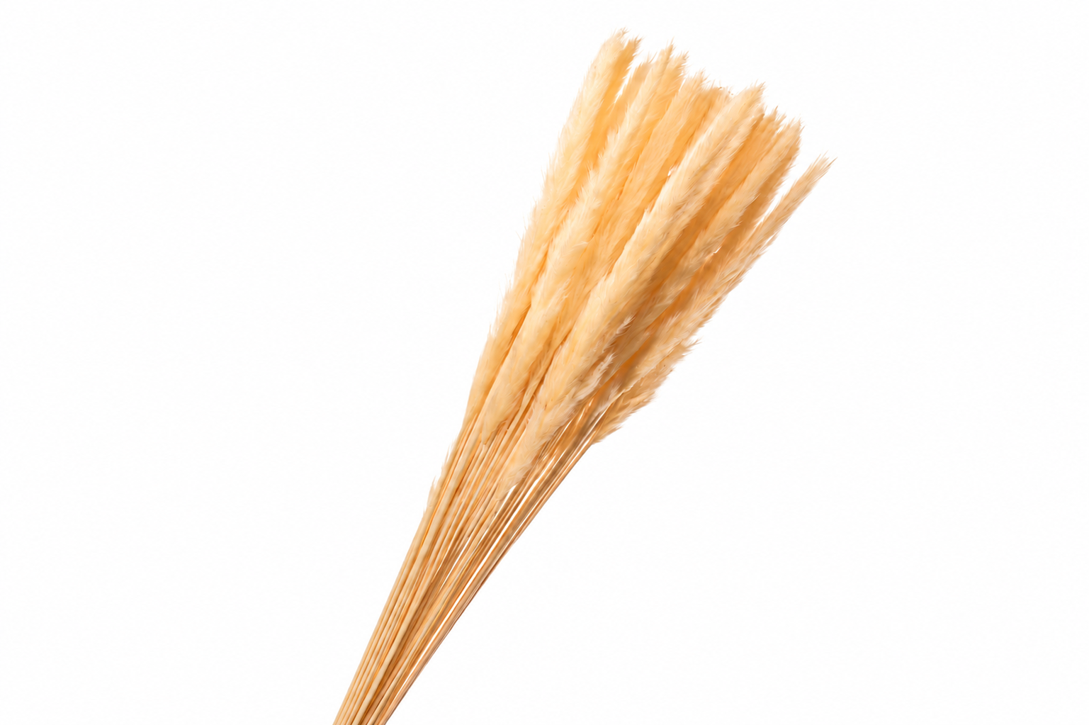 Dried Bleached Cortaderia Fluffy Salmon