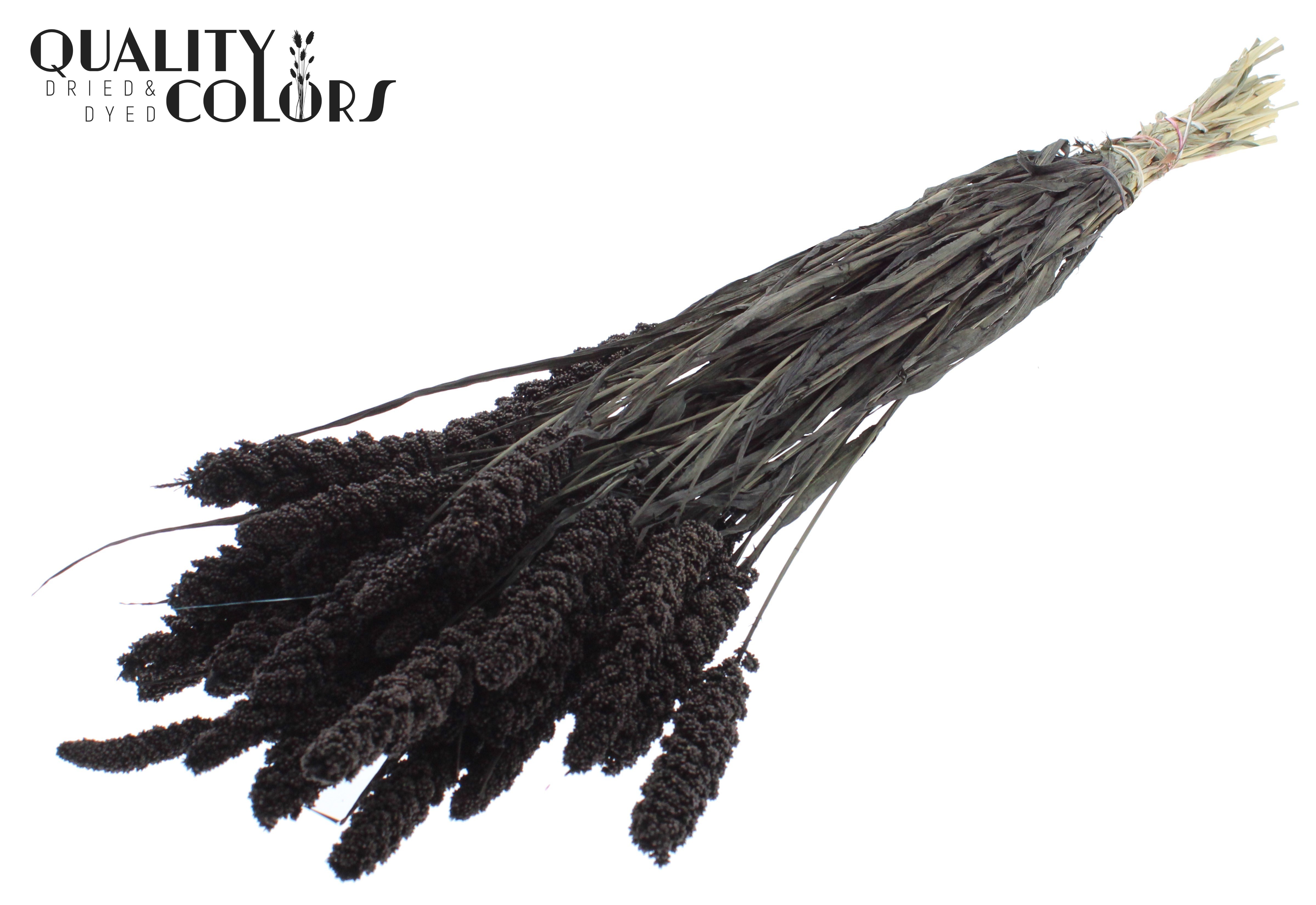 Panicum Black Per Bunch 70cm