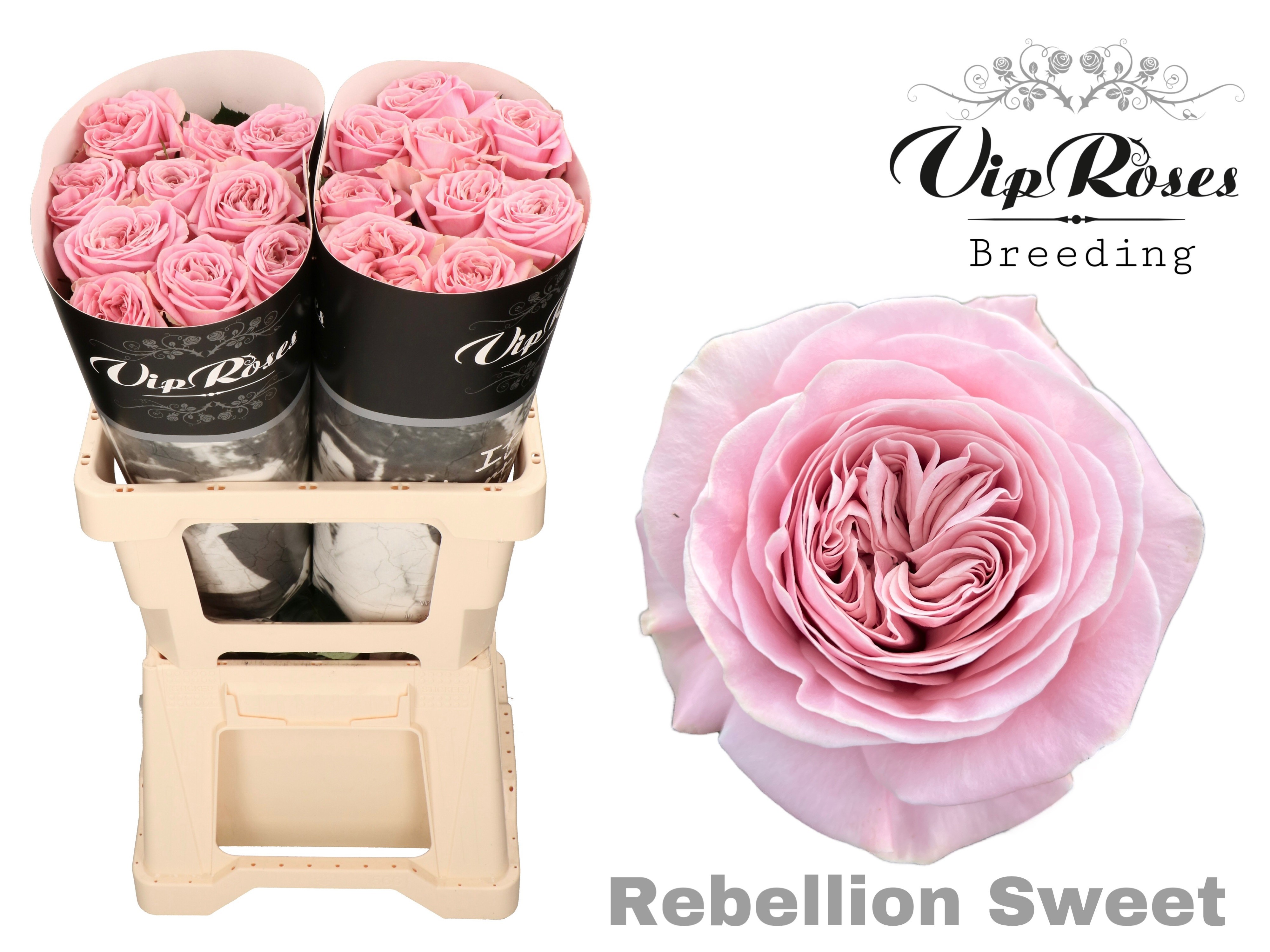 R Gr Rebellion Sweet 60 cm