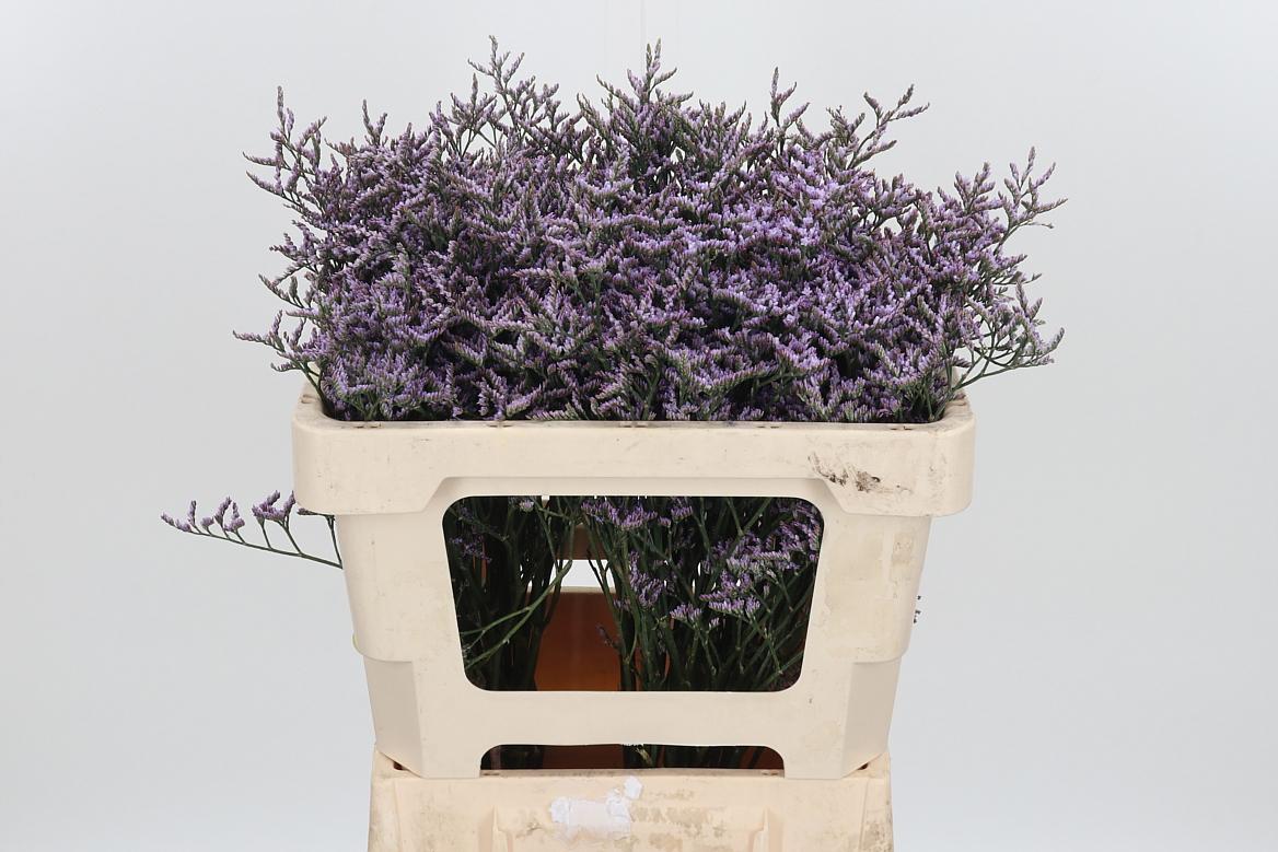 Lim Saf Lilac