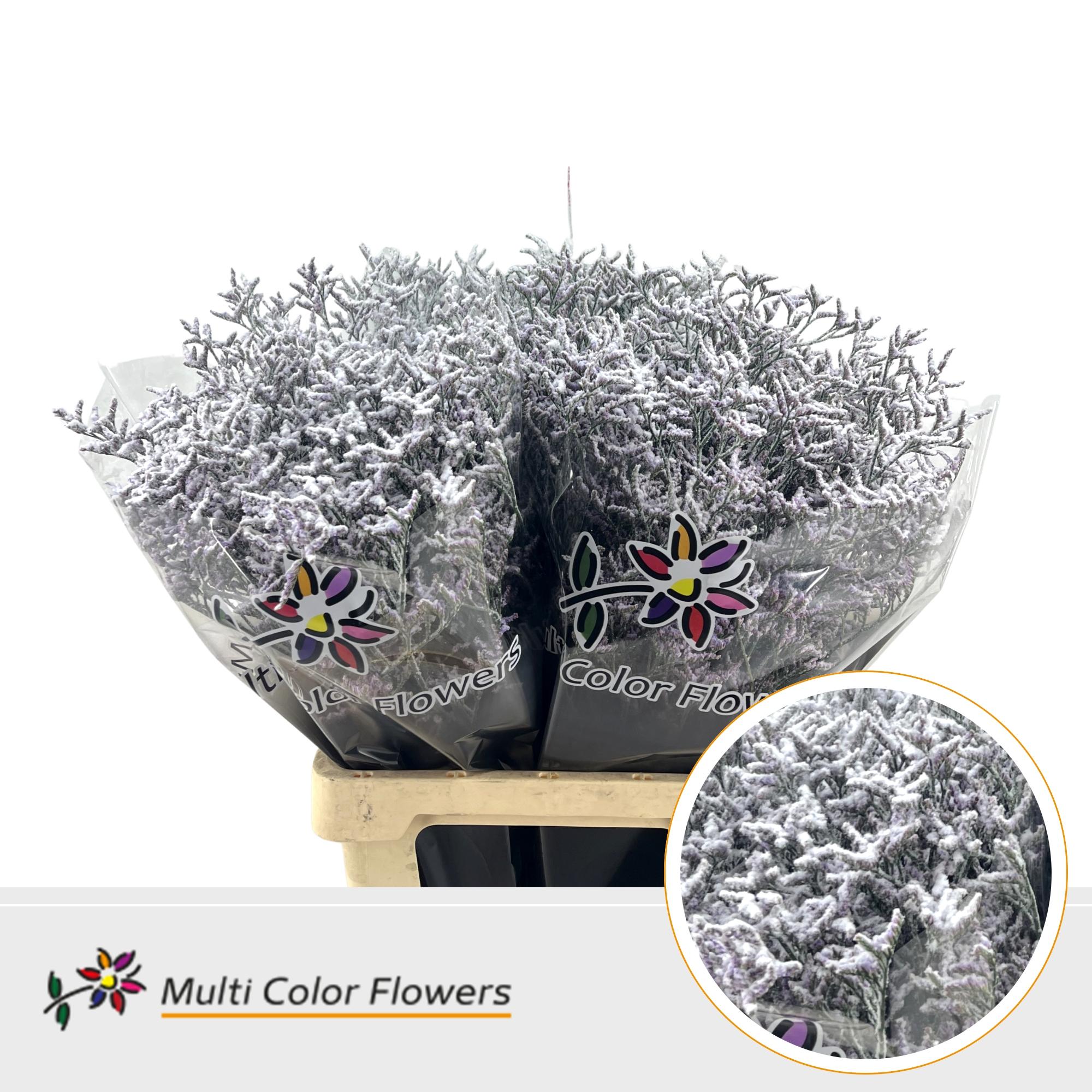 Limonium Naturel + Snow