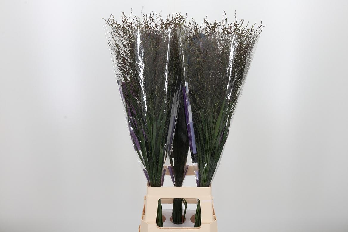 Panicum Warrior