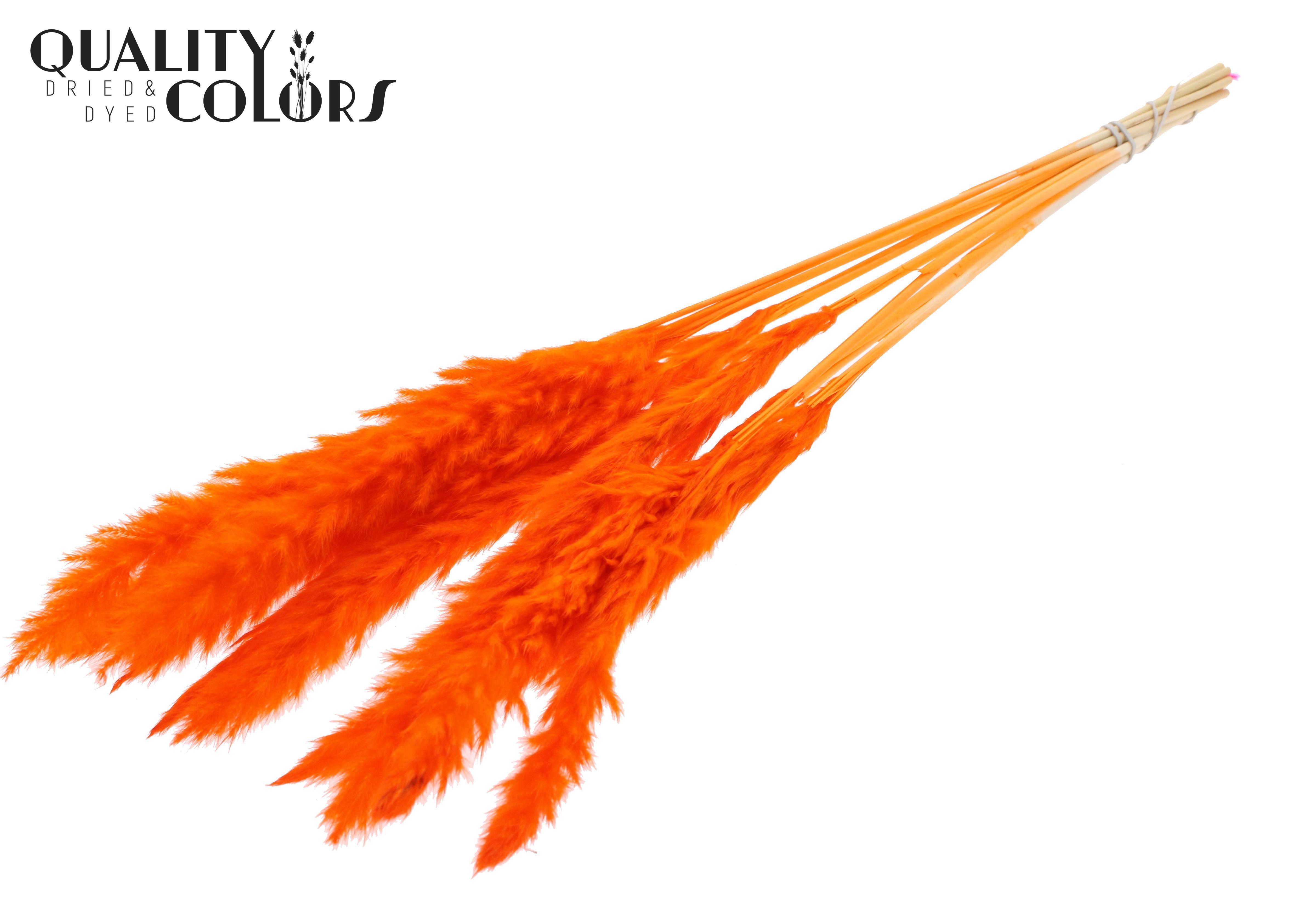 Fluffy Pampas Orange Per Bunch 70cm