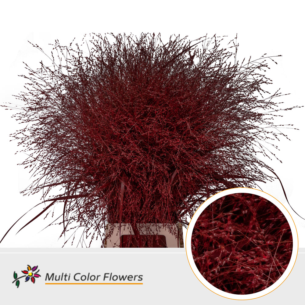 Panicum Painted Fountain Red 90cm