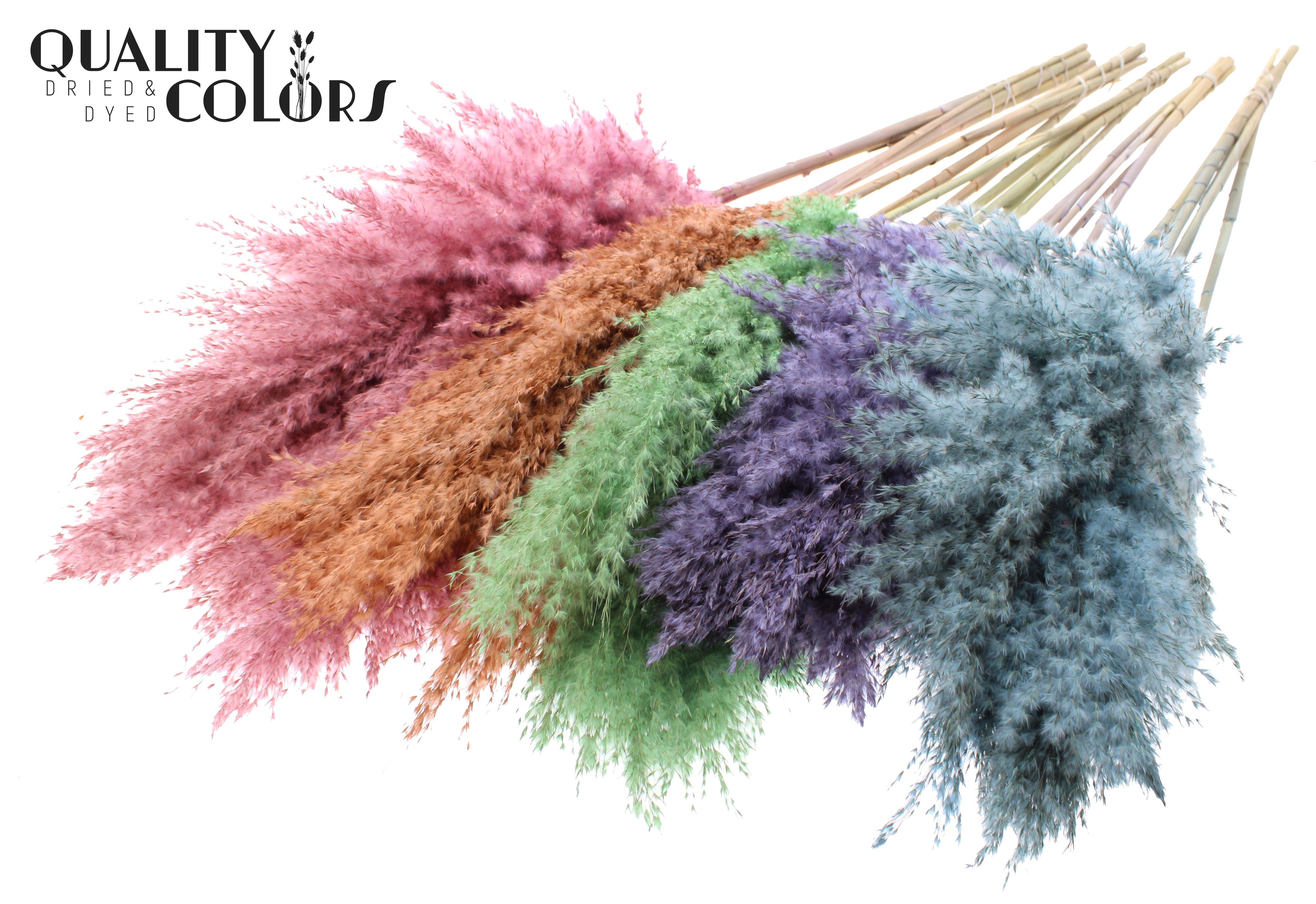 Pampas Grass Frosted Mix Per Bunch 100cm