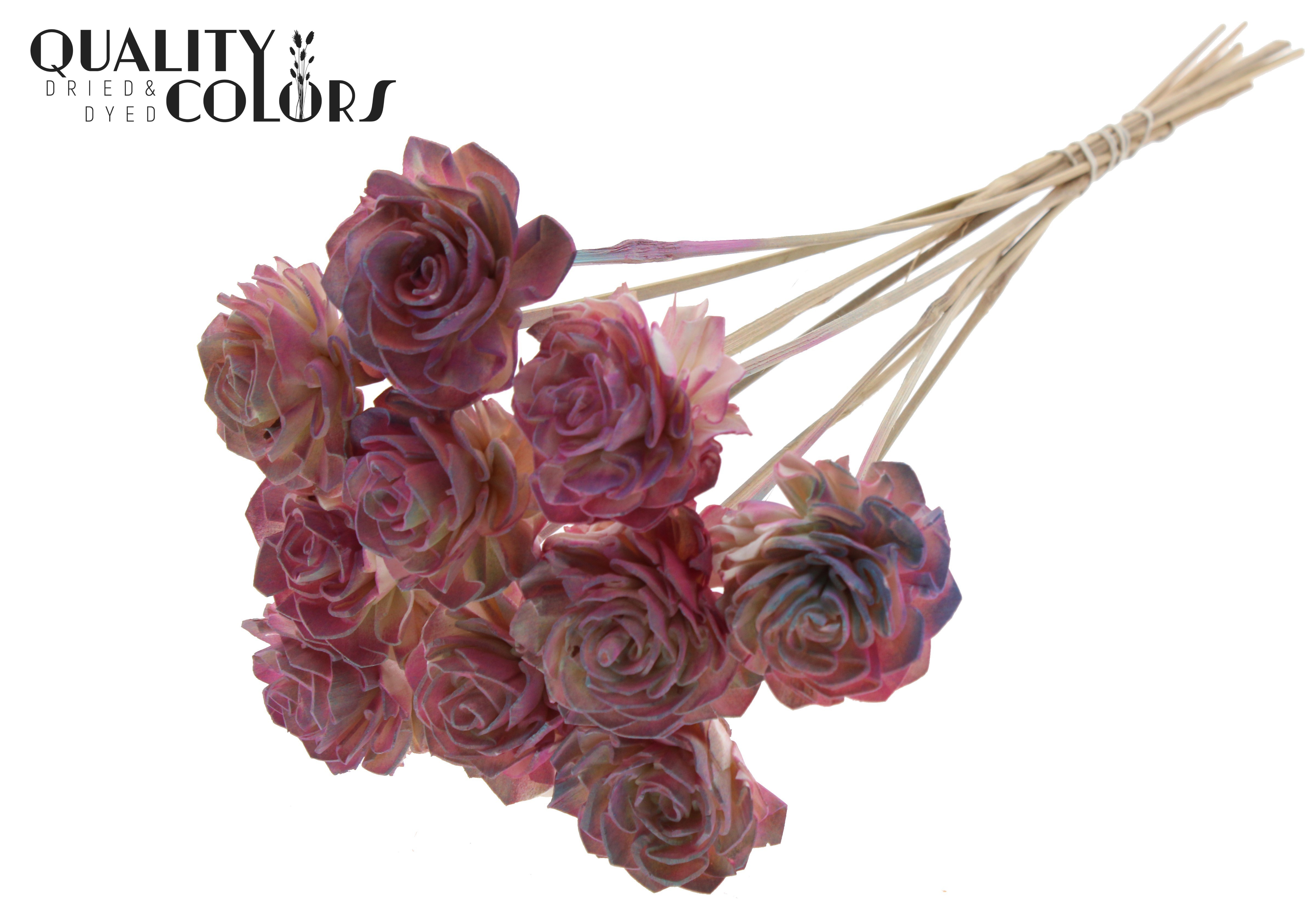 Shola Dhaliya Gradient Pink 50cm