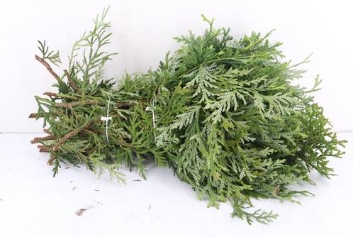 Coniferen Green 60cm