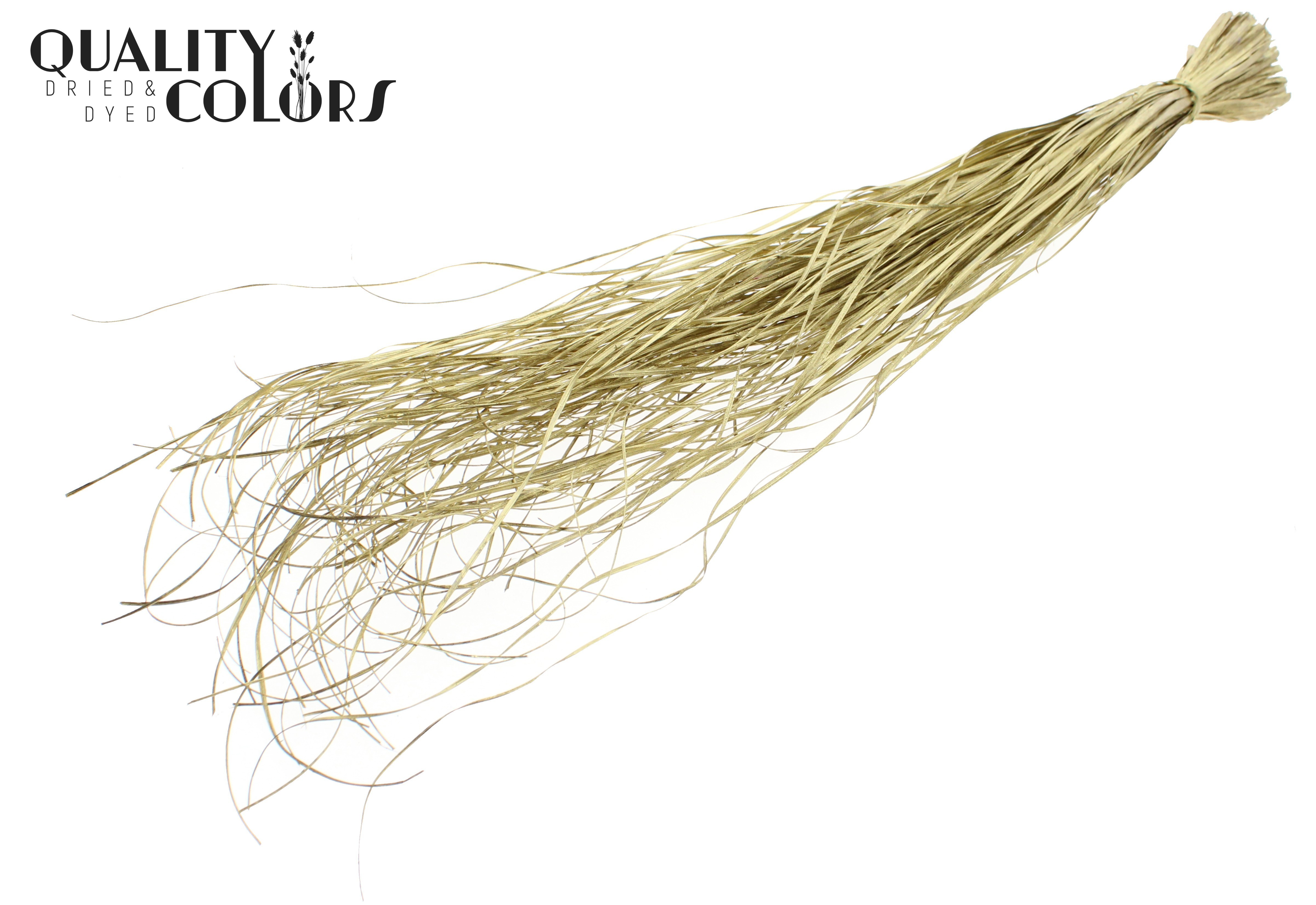 Xerophyllum Beargrass Gold Per Bunch 60cm