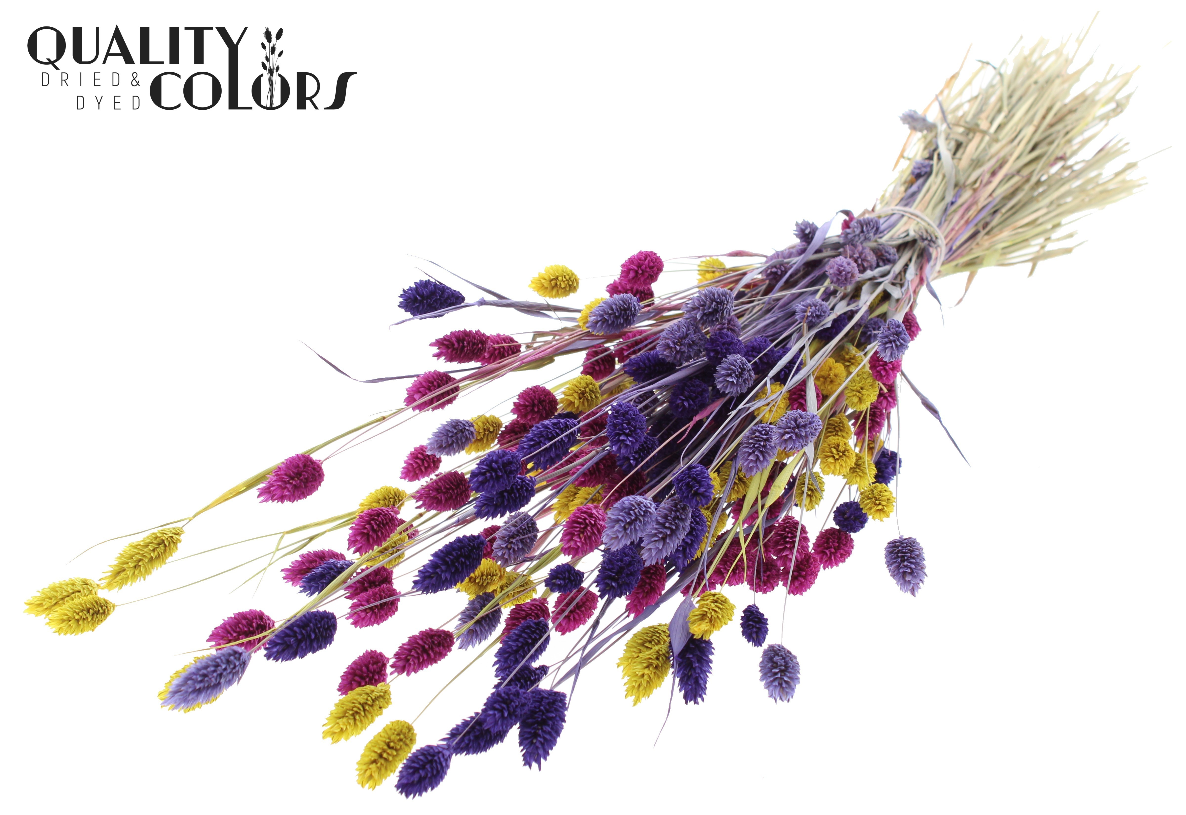 Phalaris Colourful 11 Per Bunch 60cm 220gr.