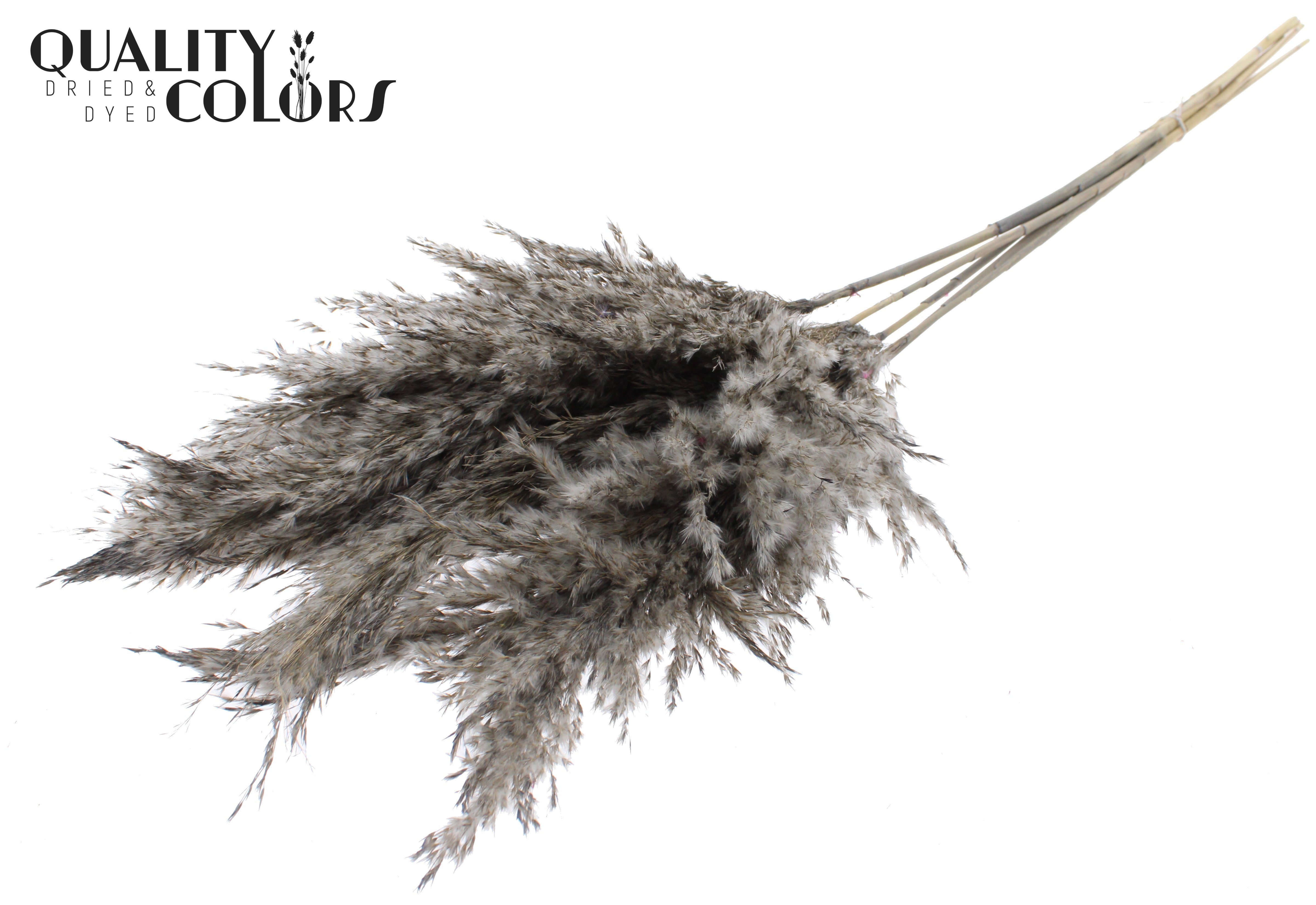 Pampas Grass Frosted Grey Per Bunch 100cm
