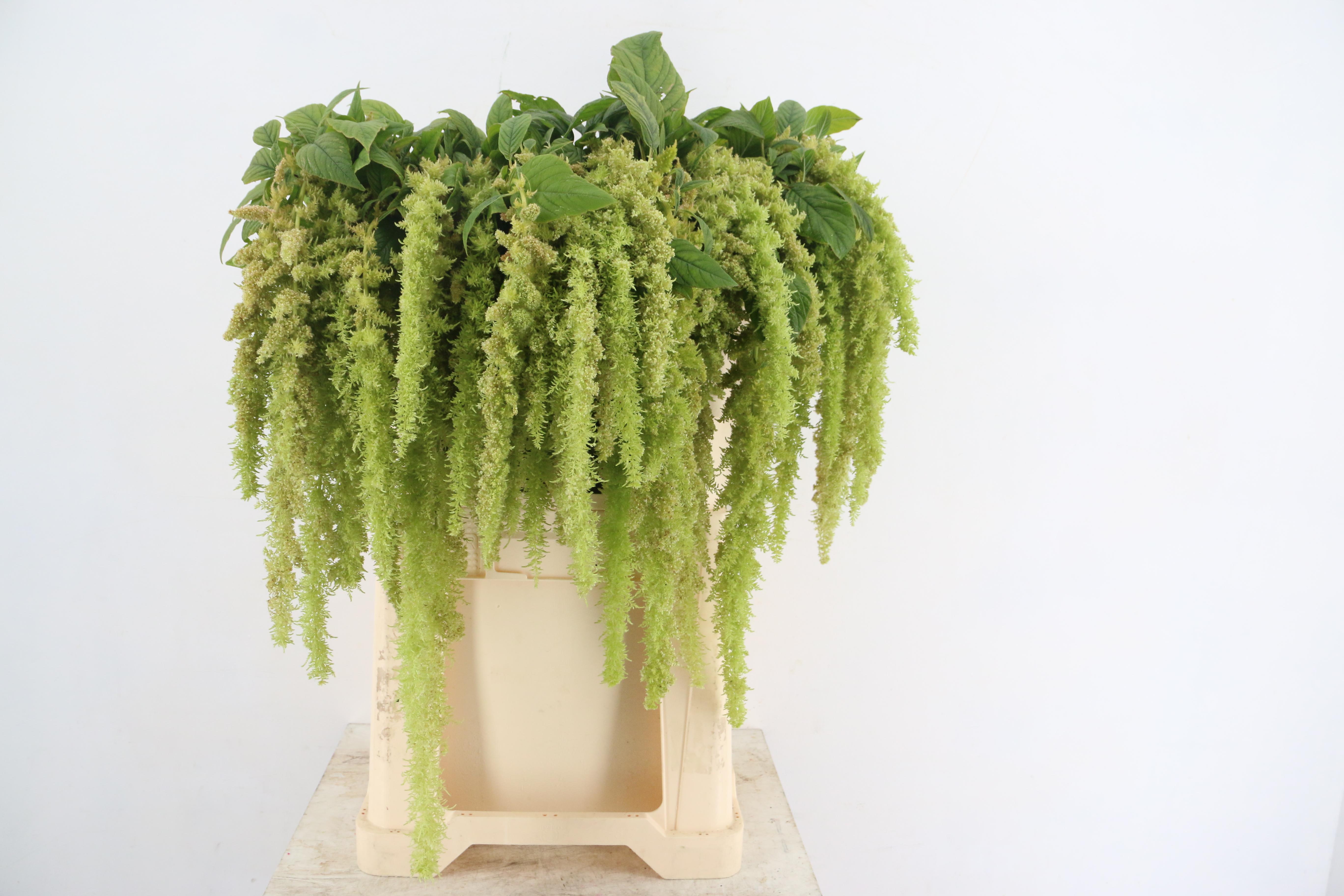 Amaranthus Caudatus Green Spider 80cm
