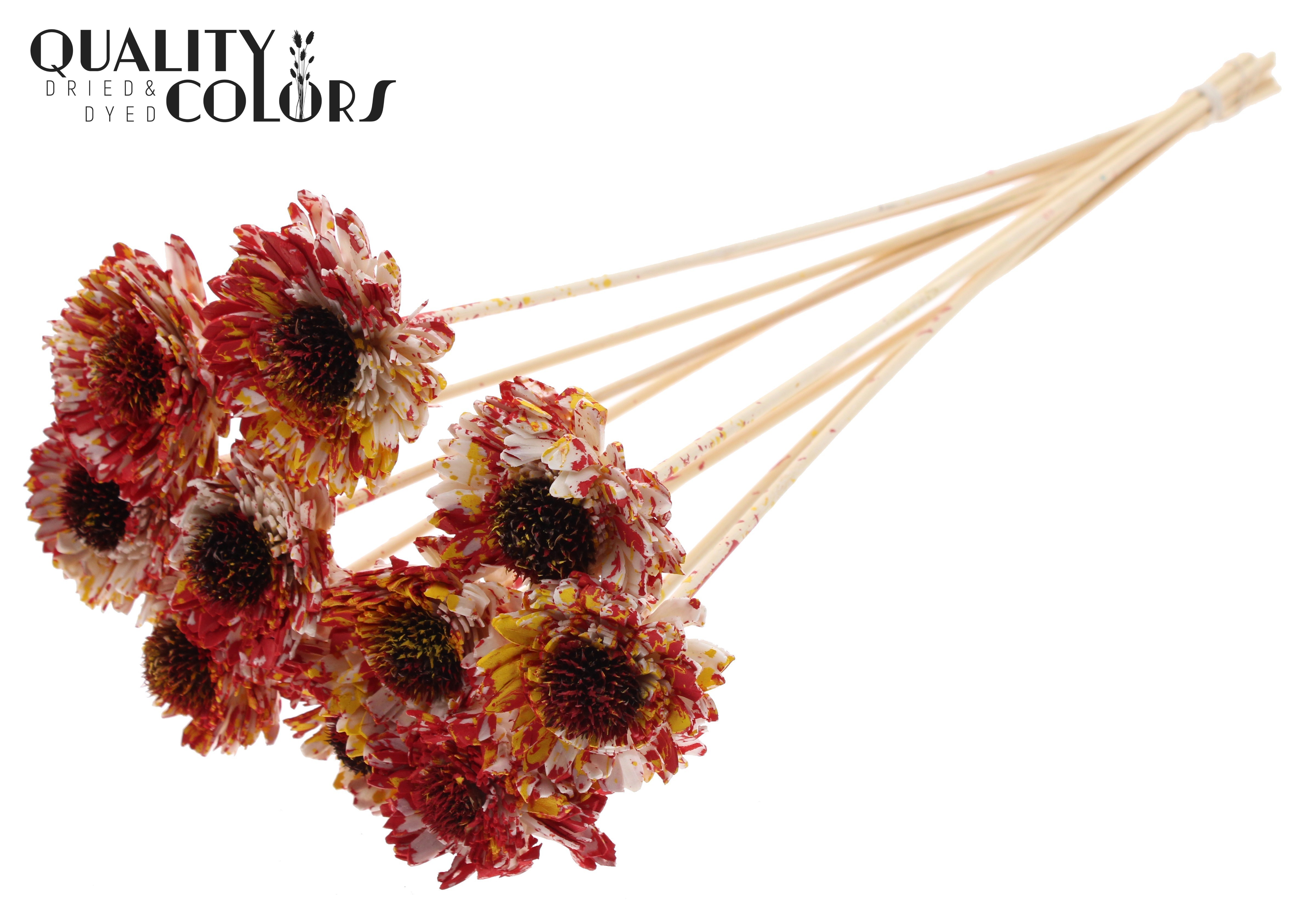 Shola Daisy Sunflower Multicolour Red Yellow 50cm