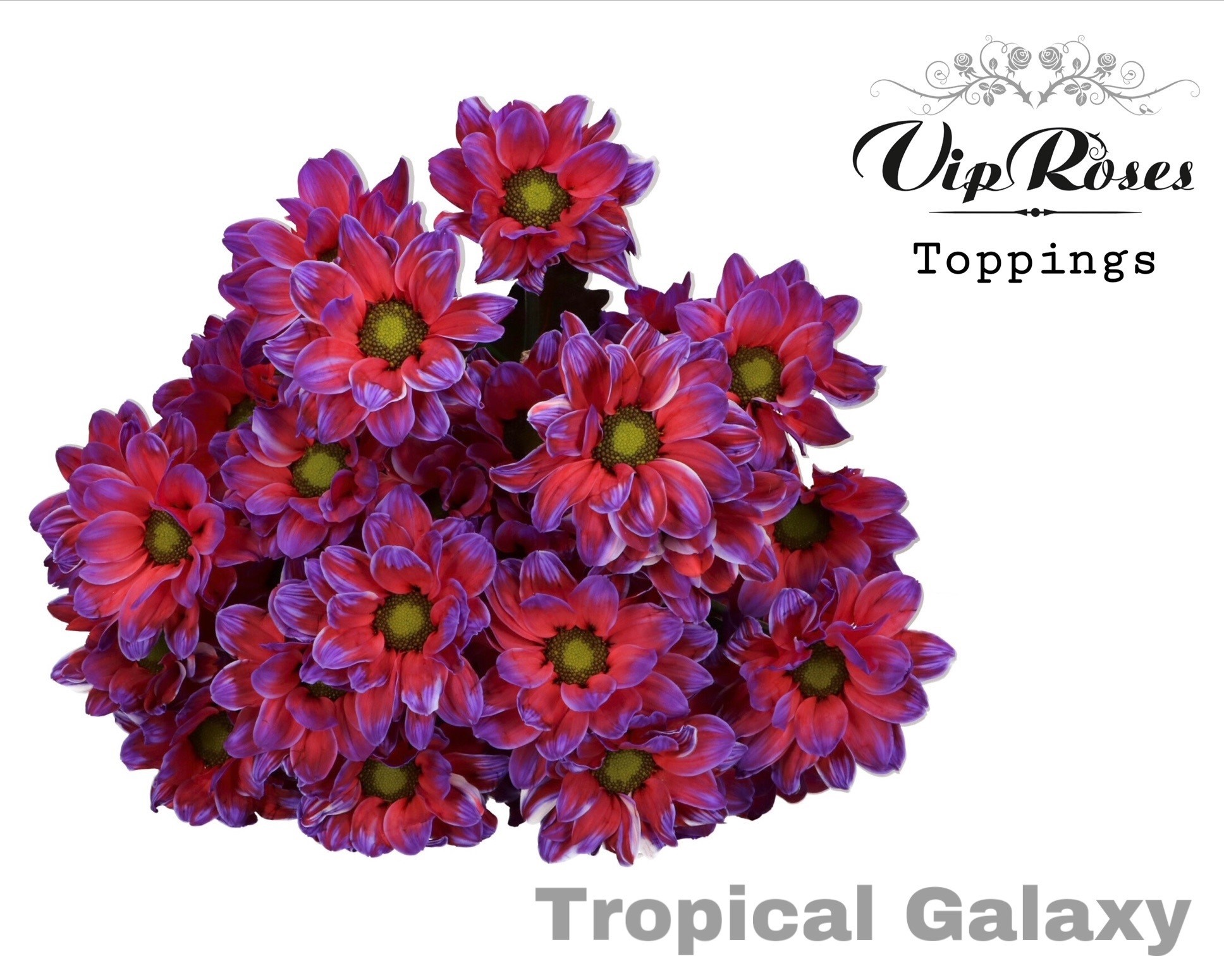 Chr T Tropical Galaxy 65 cm