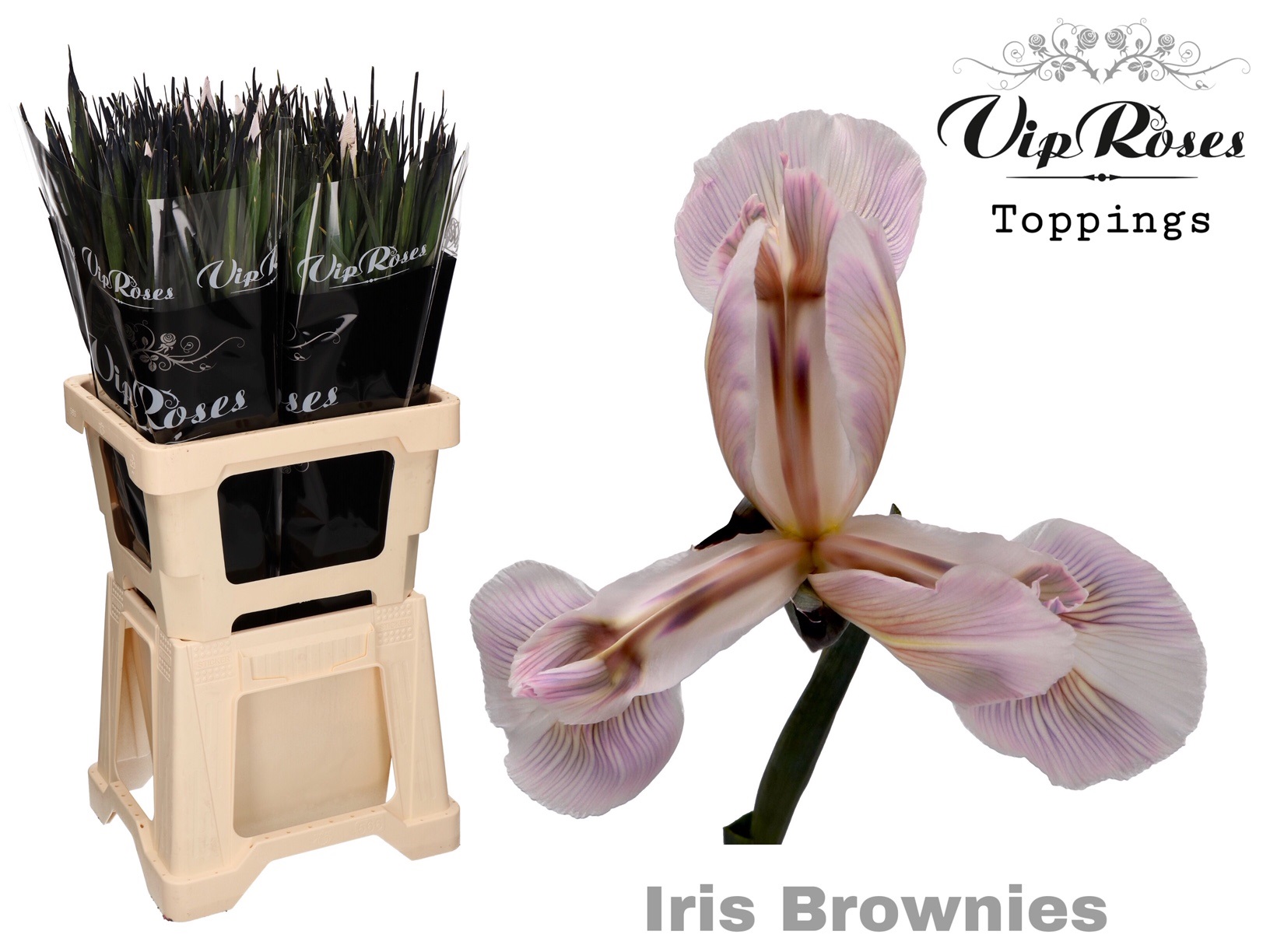 Iris Brownies 55 cm