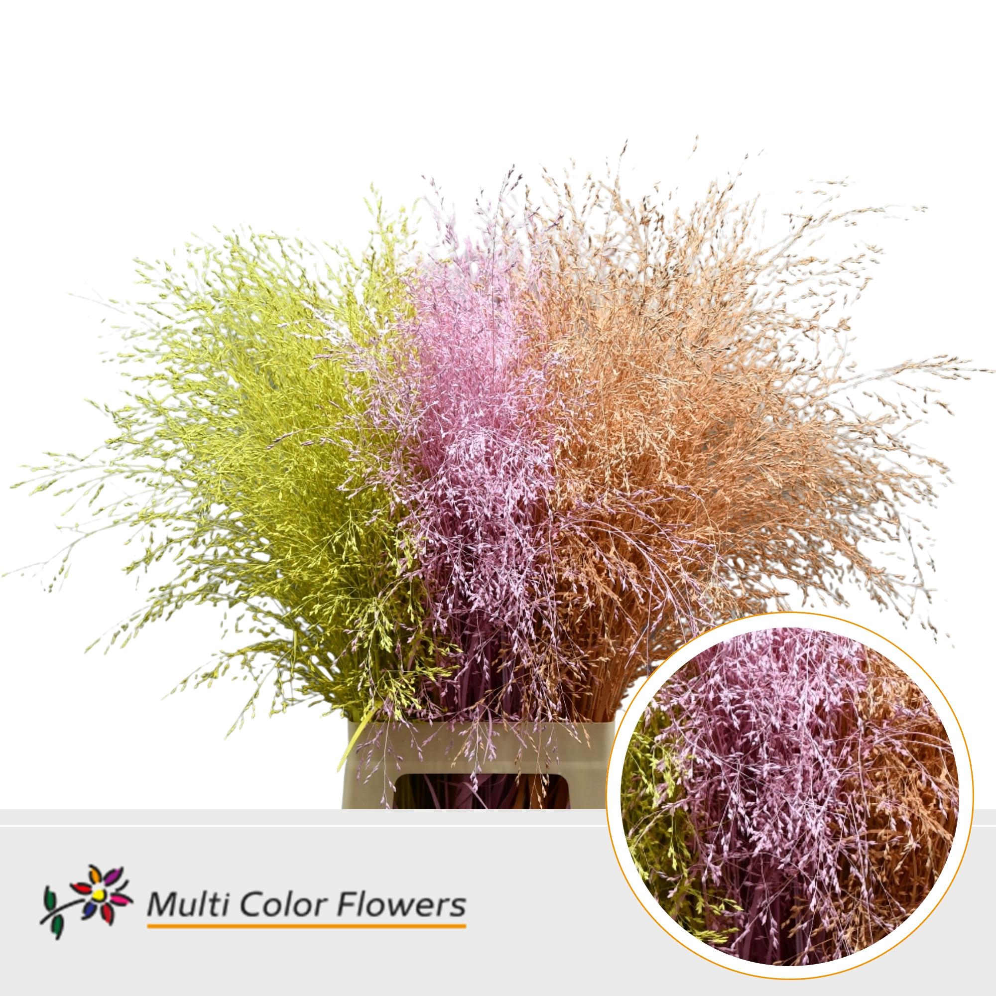 Panicum Painted Easter Mix 90cm