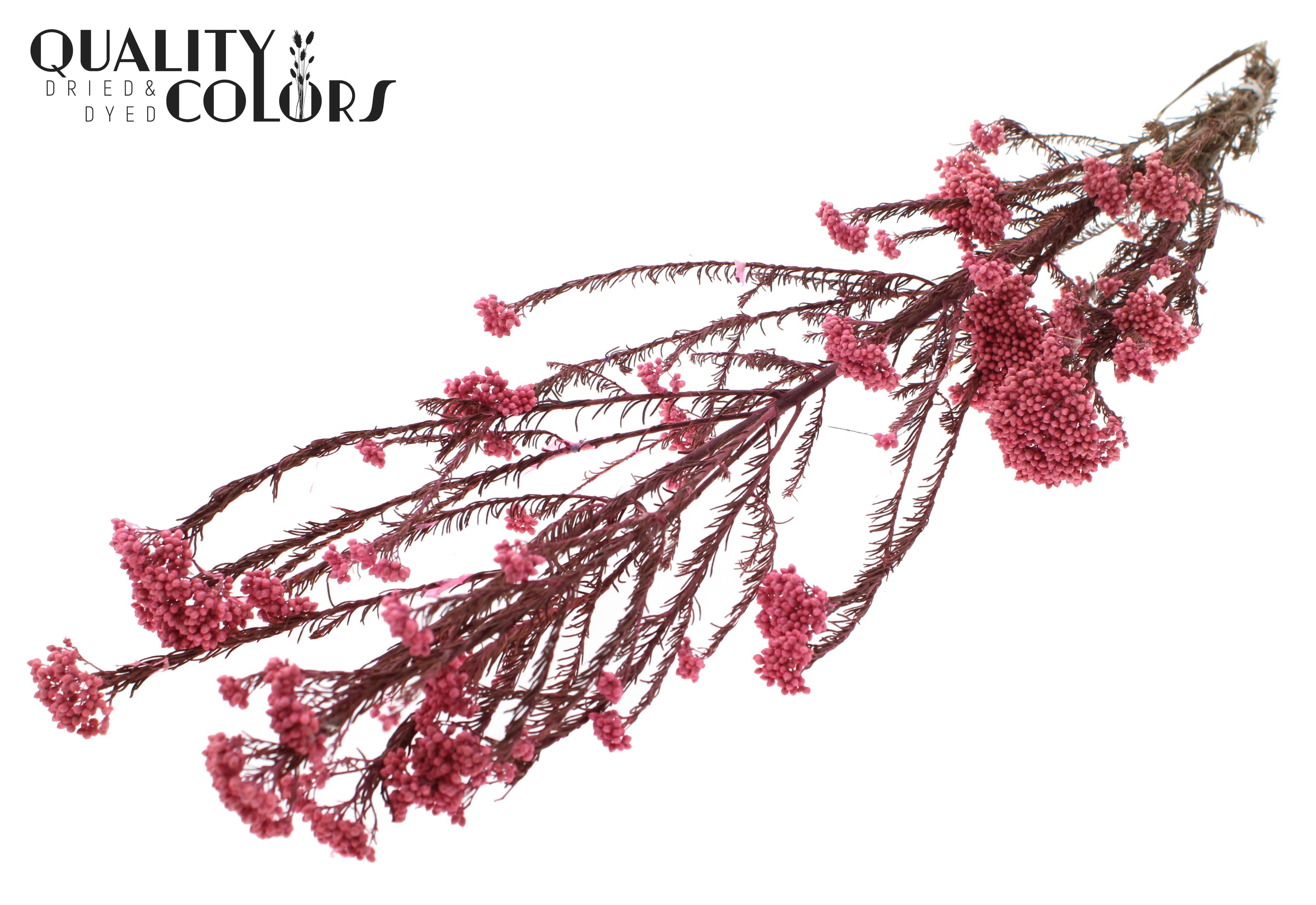 Ozothamnus Pink Per Bunch 70cm