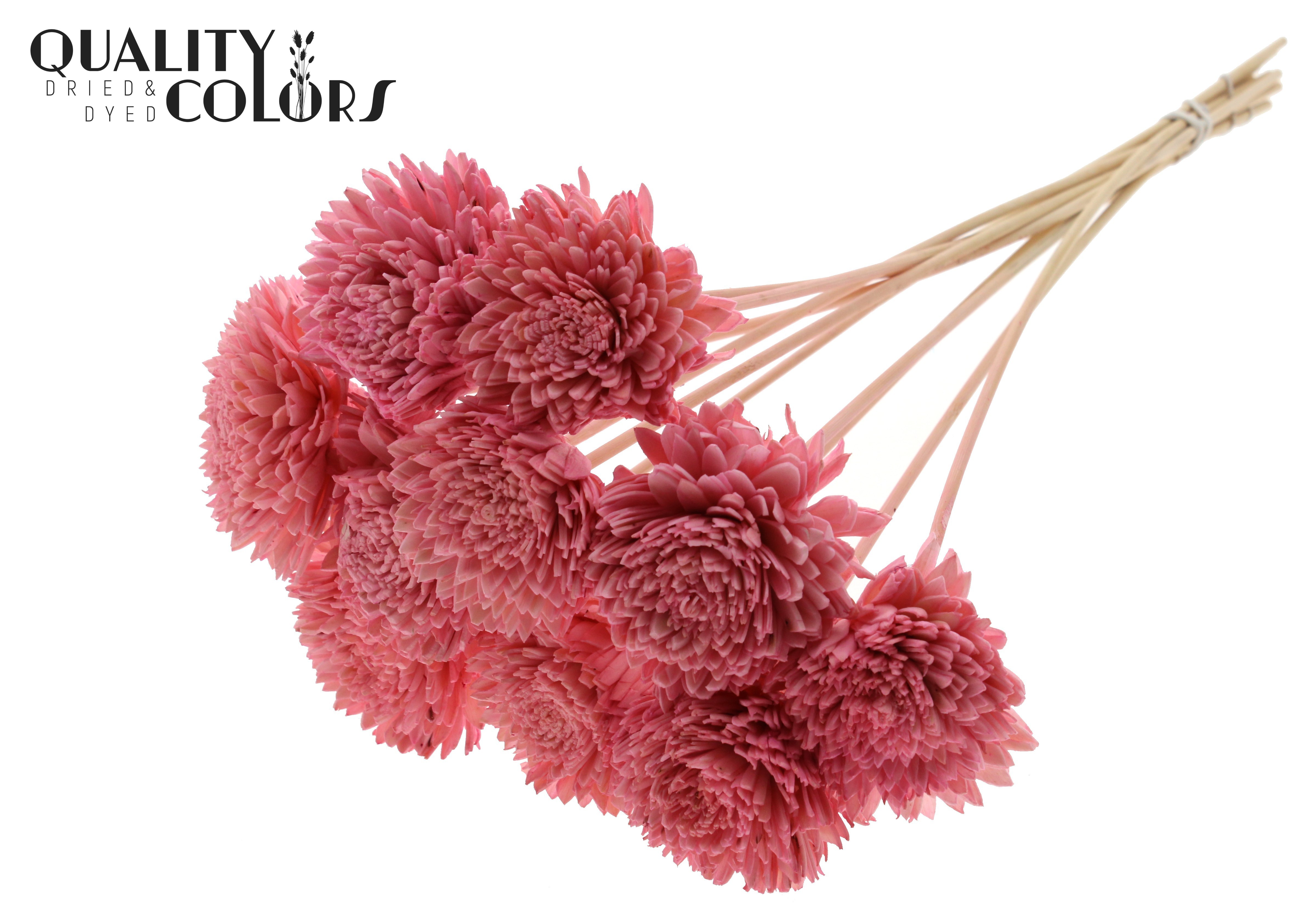 Shola Zinia Light Pink 50cm