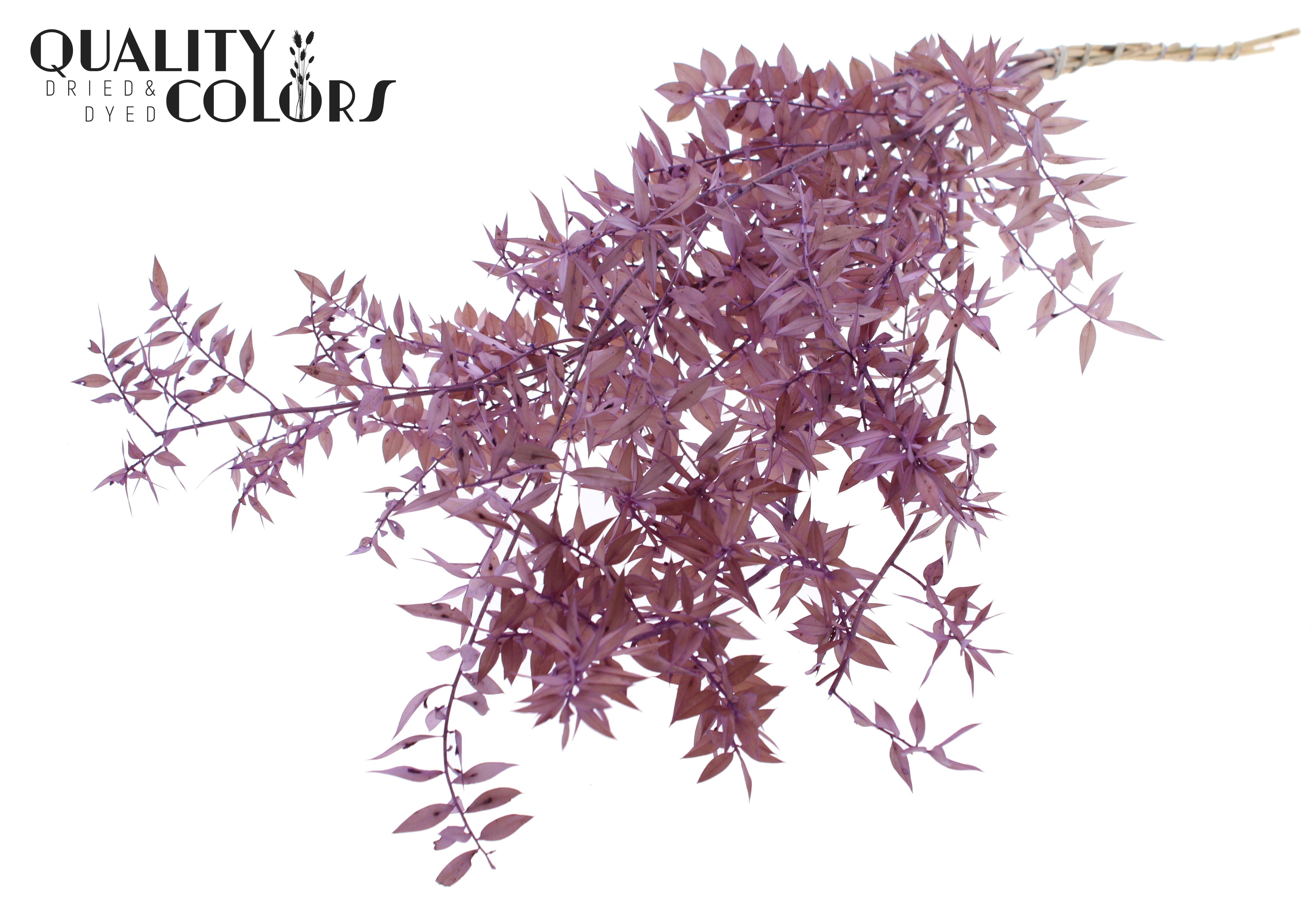 Ruscus Aculeatus Preserved Milka Per Bunch 70cm 1st