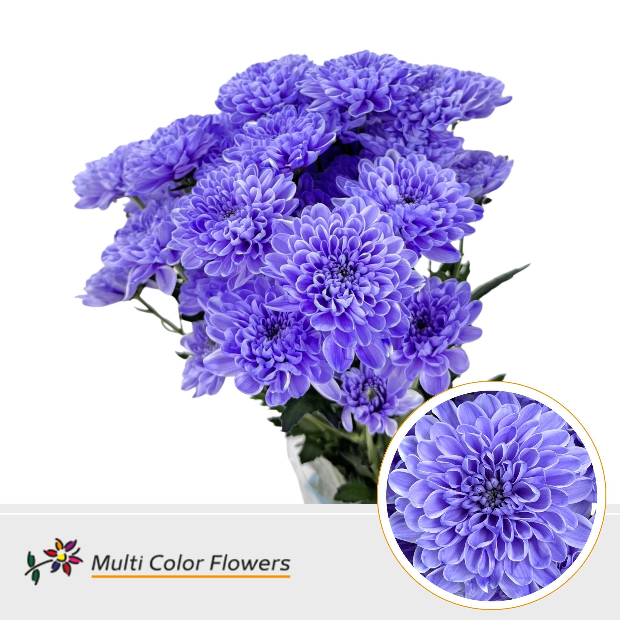 Chrysanth Spray Painted Altaj Milka 60cm
