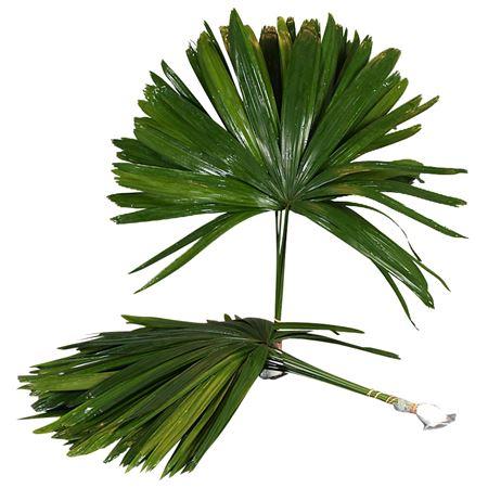 Rhapis