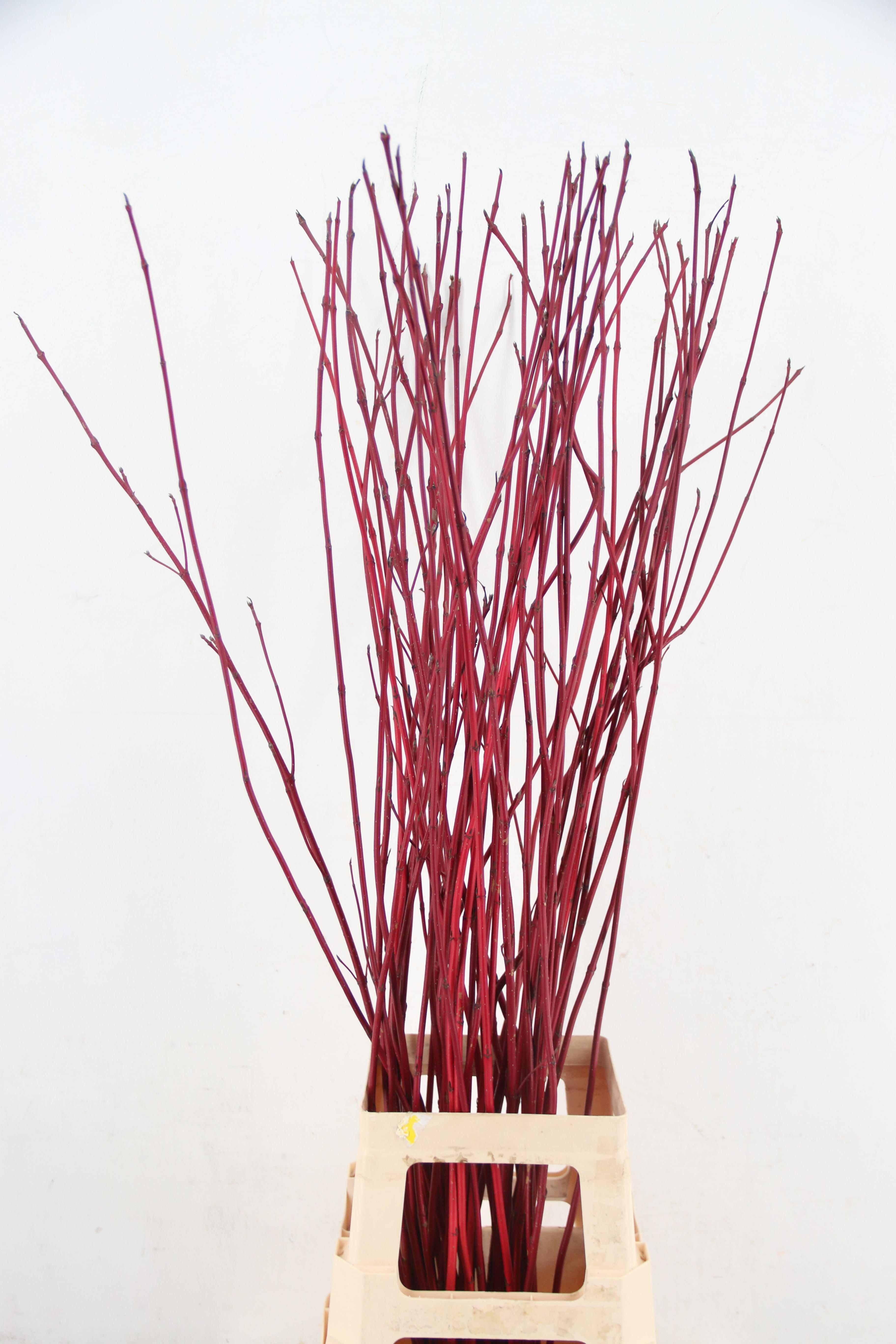 Cornus Sibirica 110cm