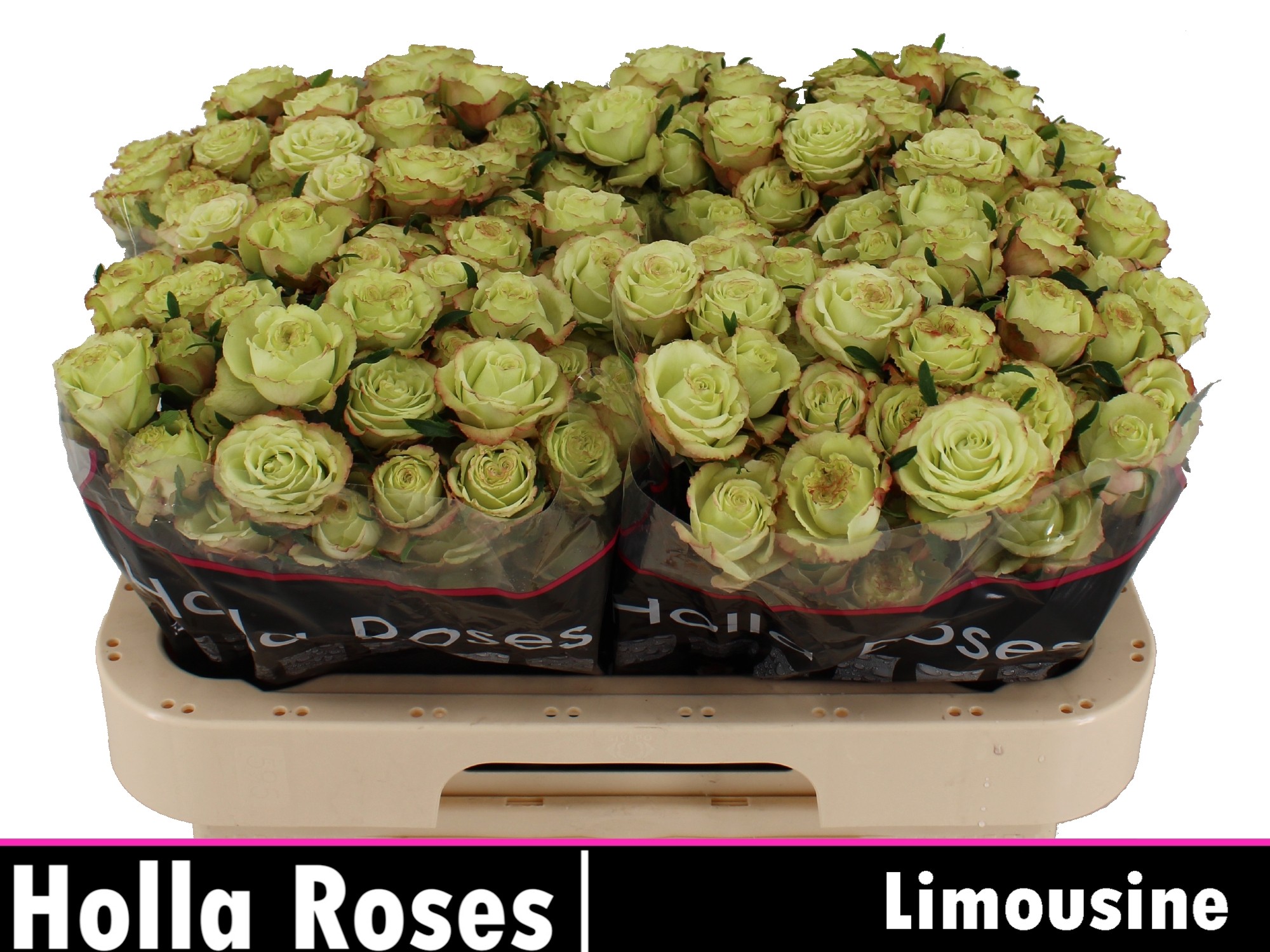 Rosa Spr Limousine 60cm