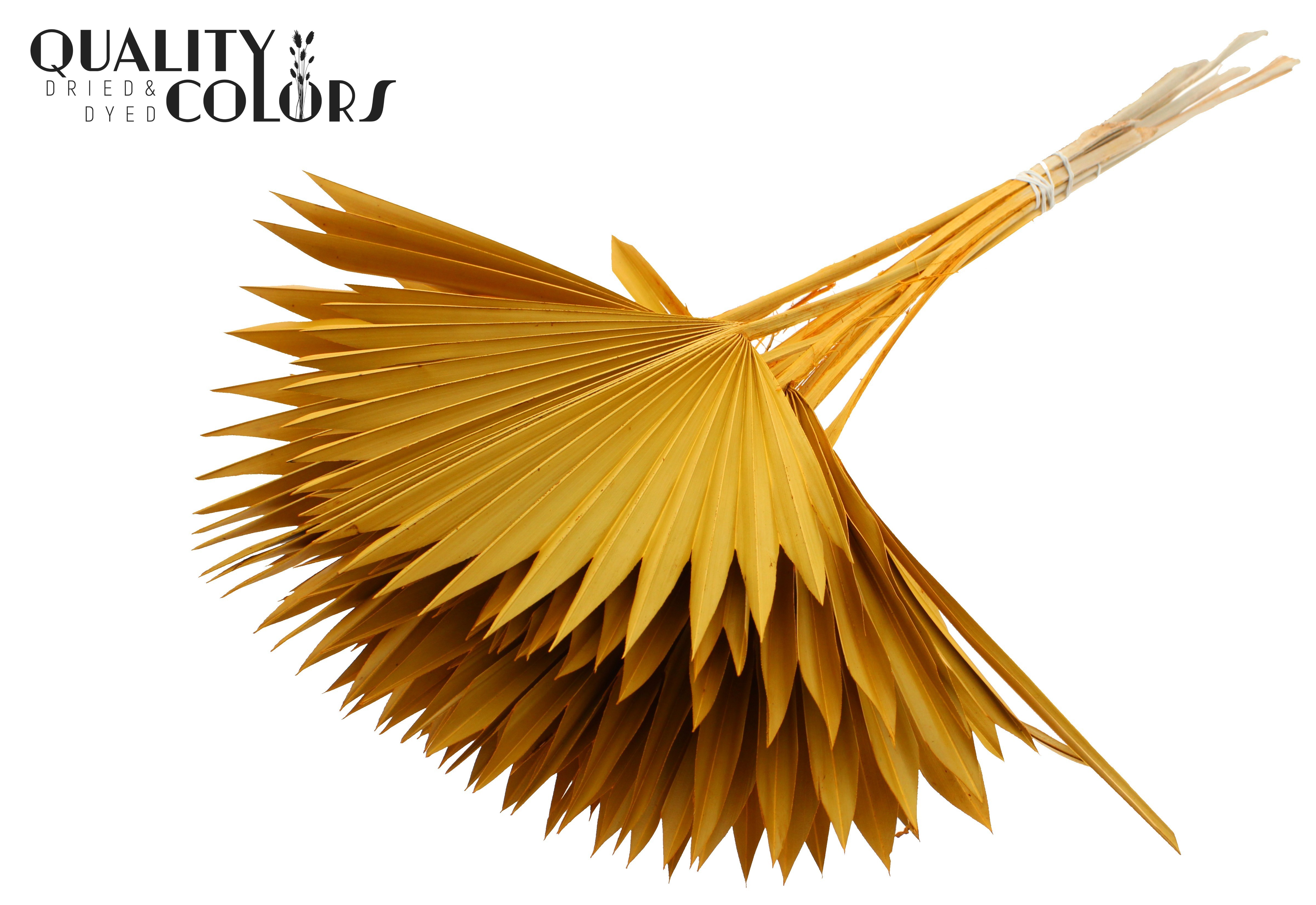 Palm Spear Apricot 50cm