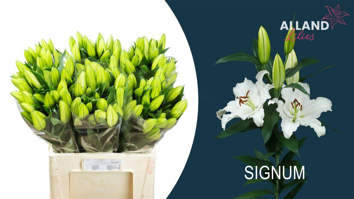 Li Or Signum