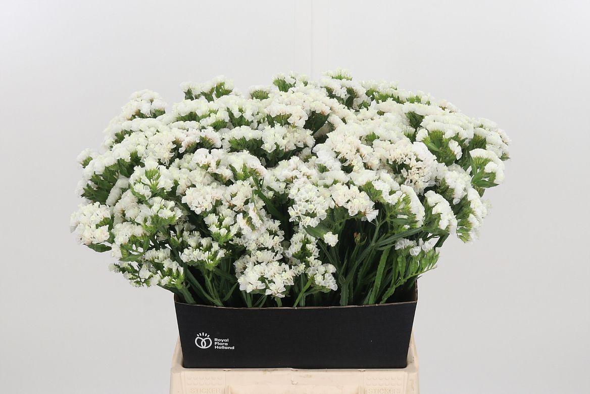 Limonium S - Wh Starl Wings