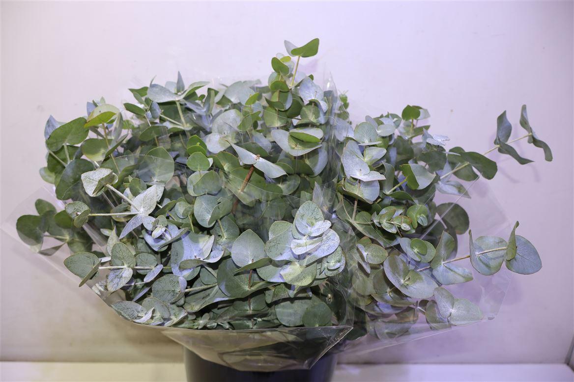 Euca Cinerea X10