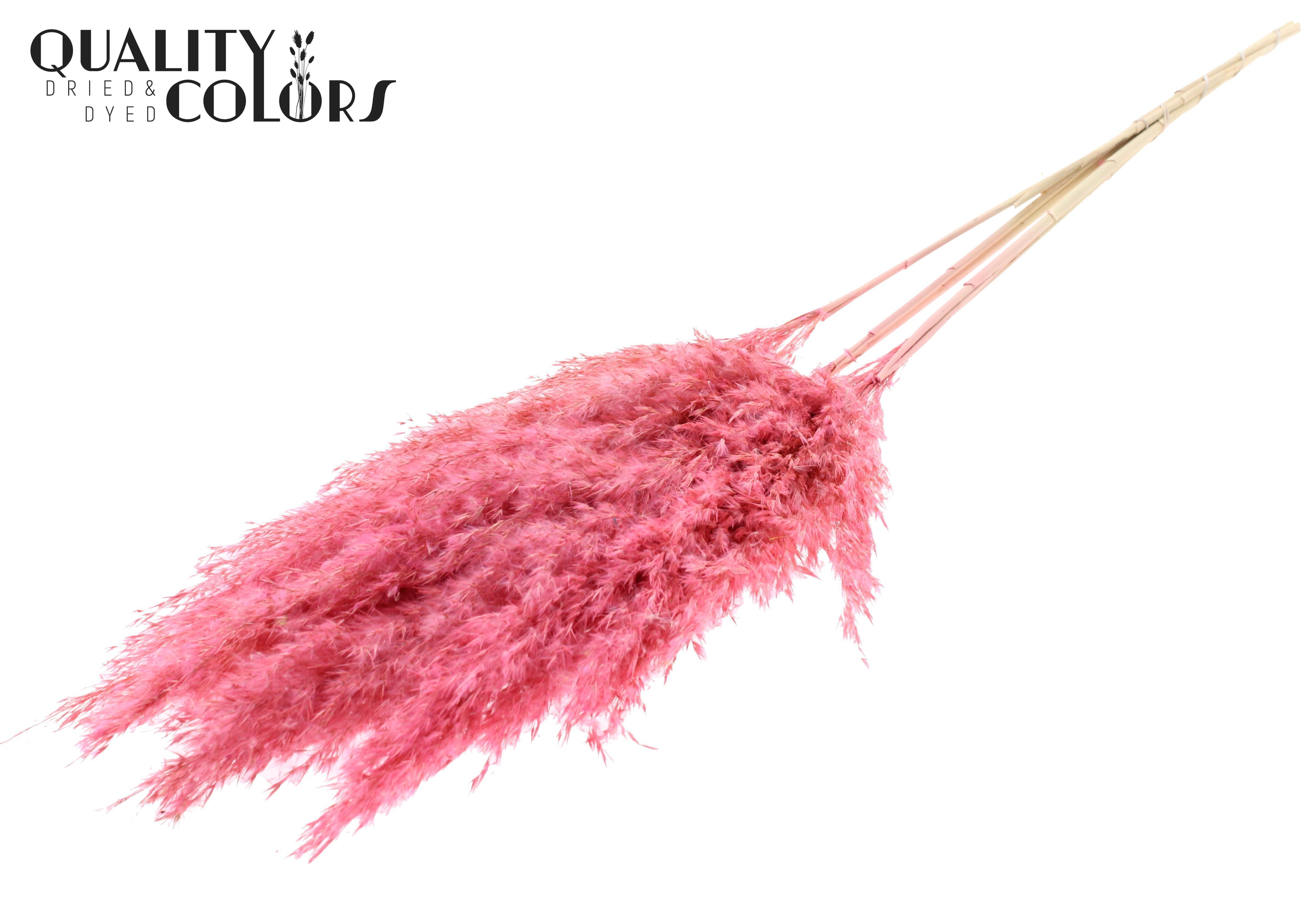 Pampas Grass Frosted Pink Per Bunch 100cm
