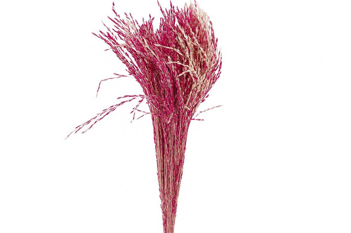 Dried Artz Rice Grass Rafael Bunch