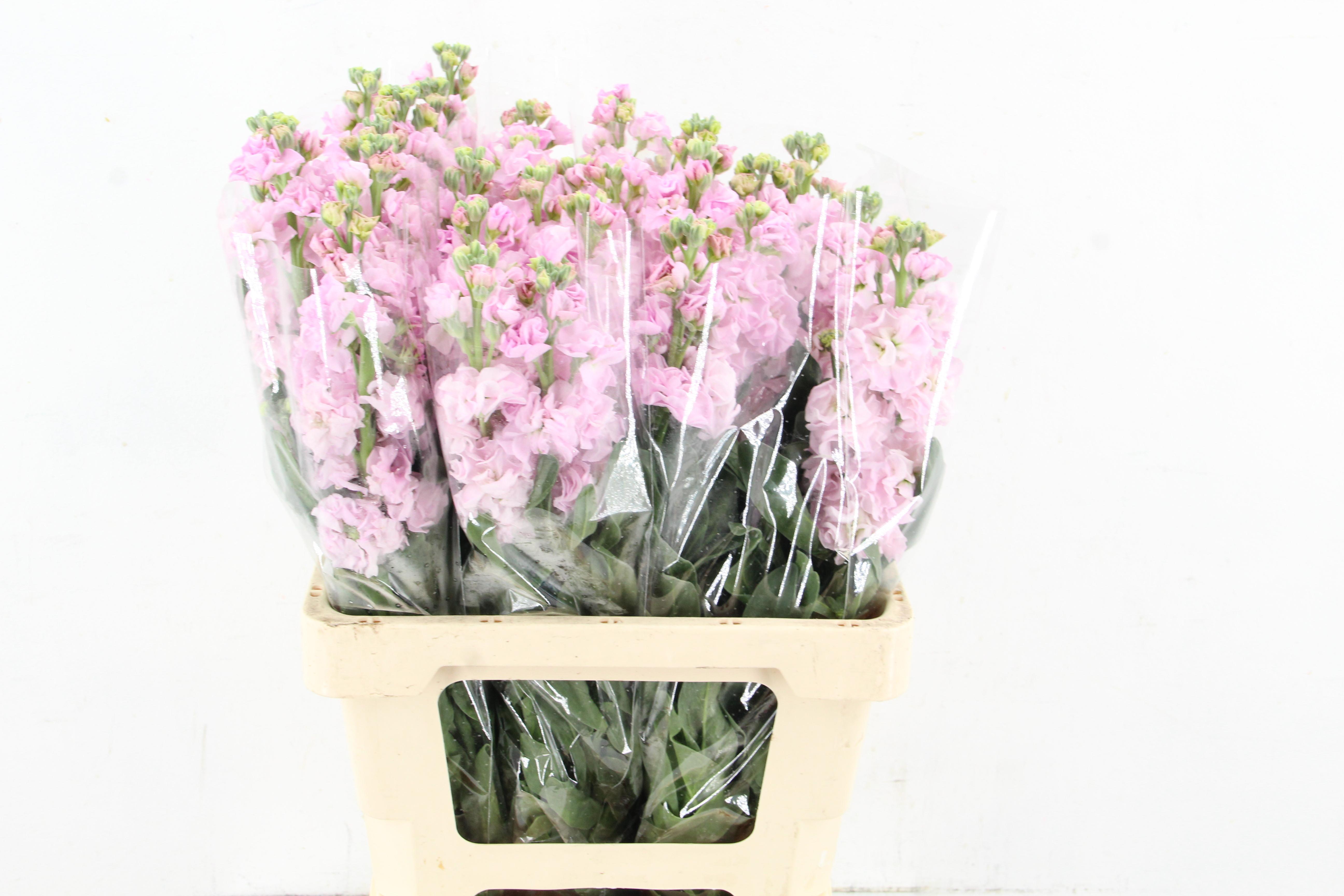 Matthiola Iron Cherry Blossom 70cm