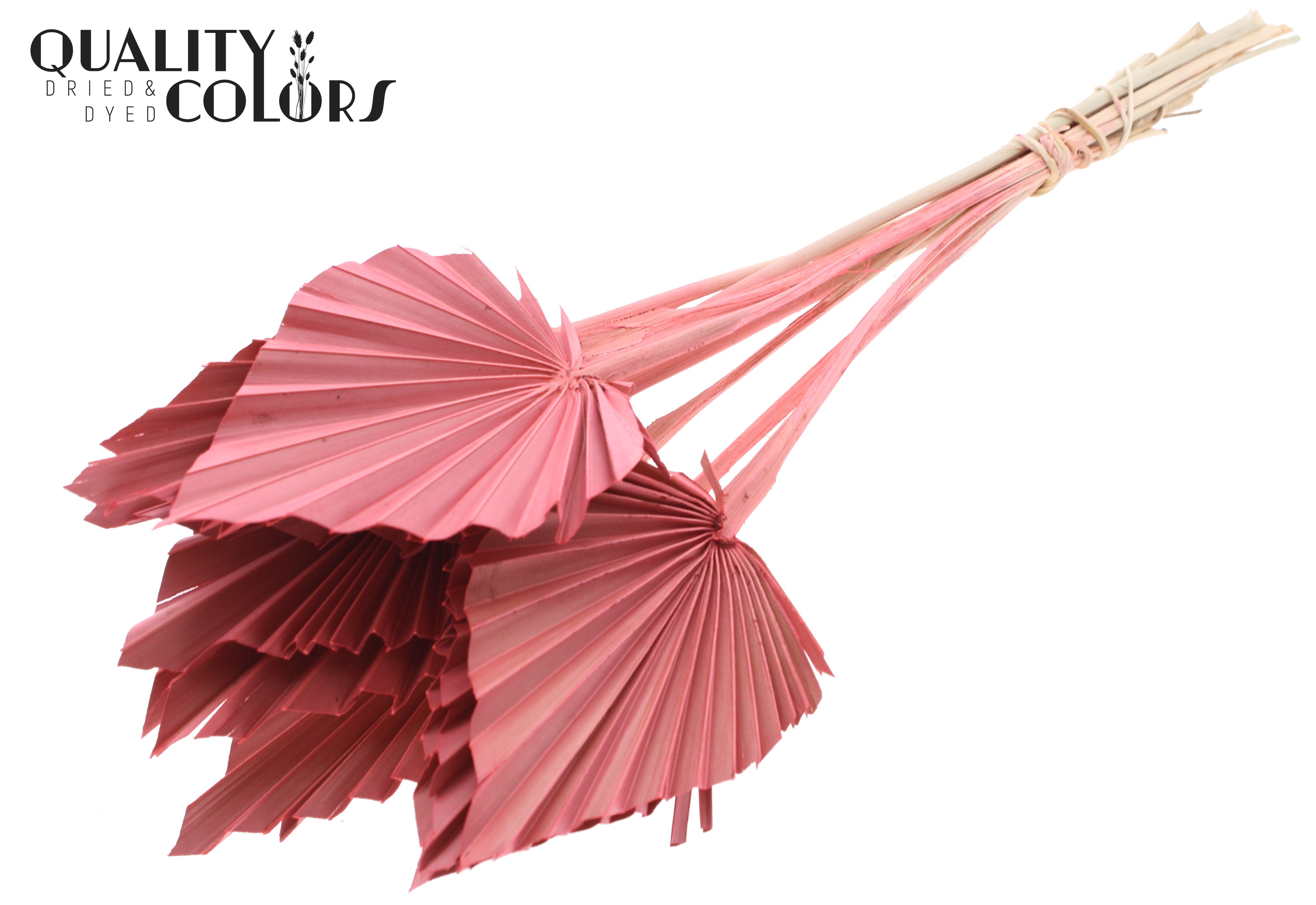 Palm Spear Coral 50cm