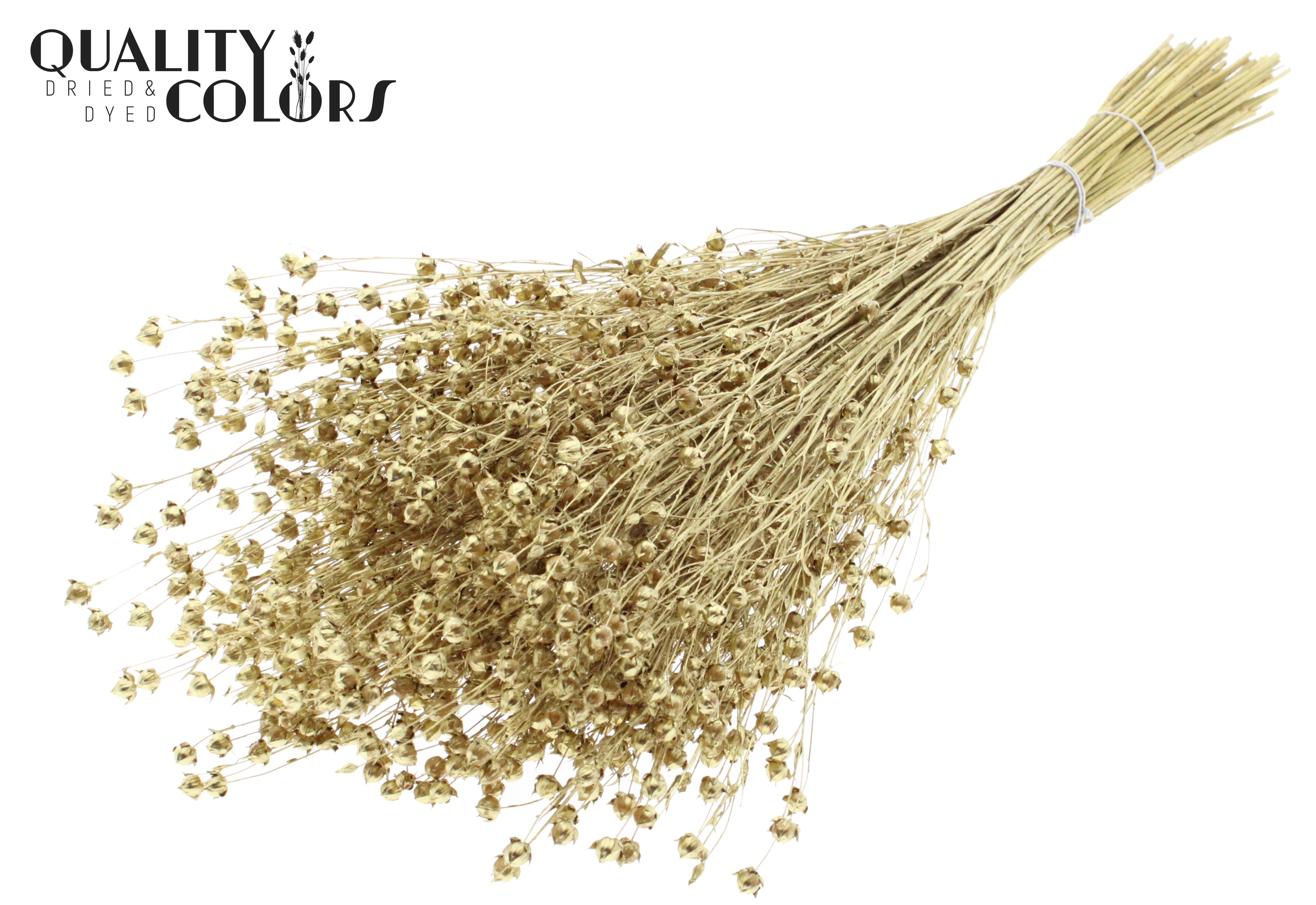 Lino Flax Gold Per Bunch 50cm