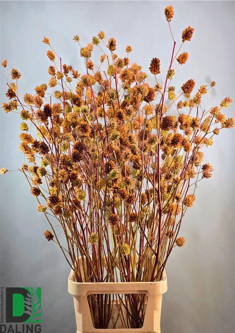 Glycyrrhiza Y Zoethout 150cm P Stem