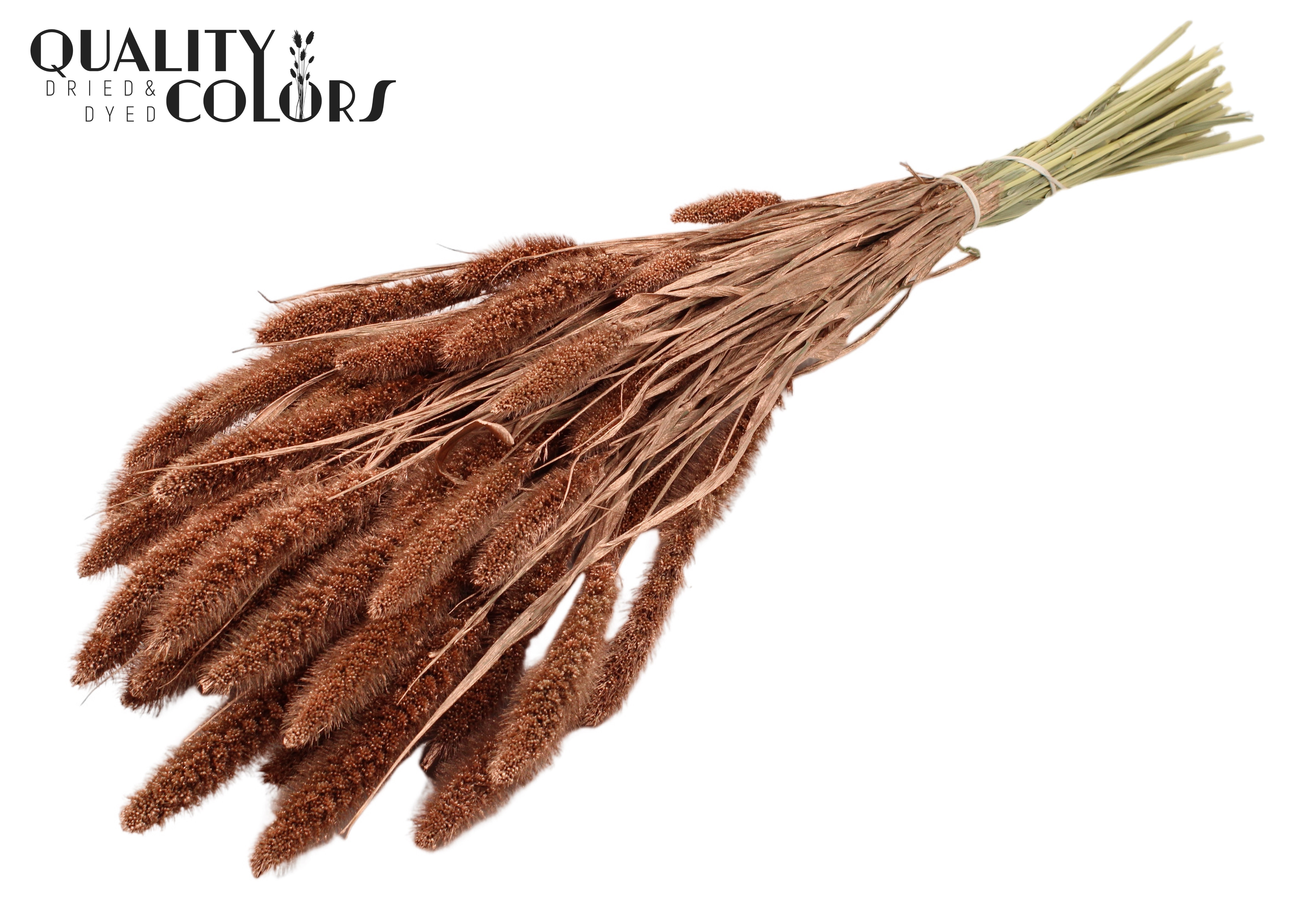 Setaria Copper Per Bunch 70cm