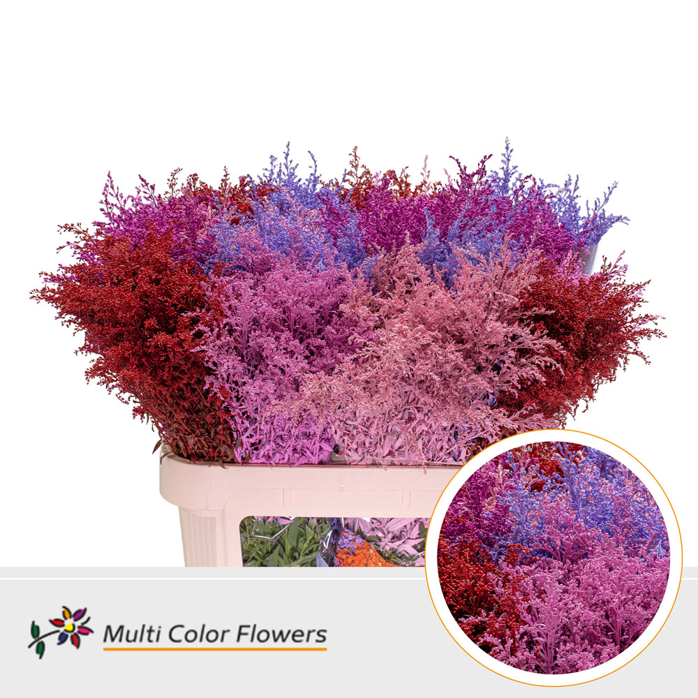 Solidago Painted Love Mix 80cm
