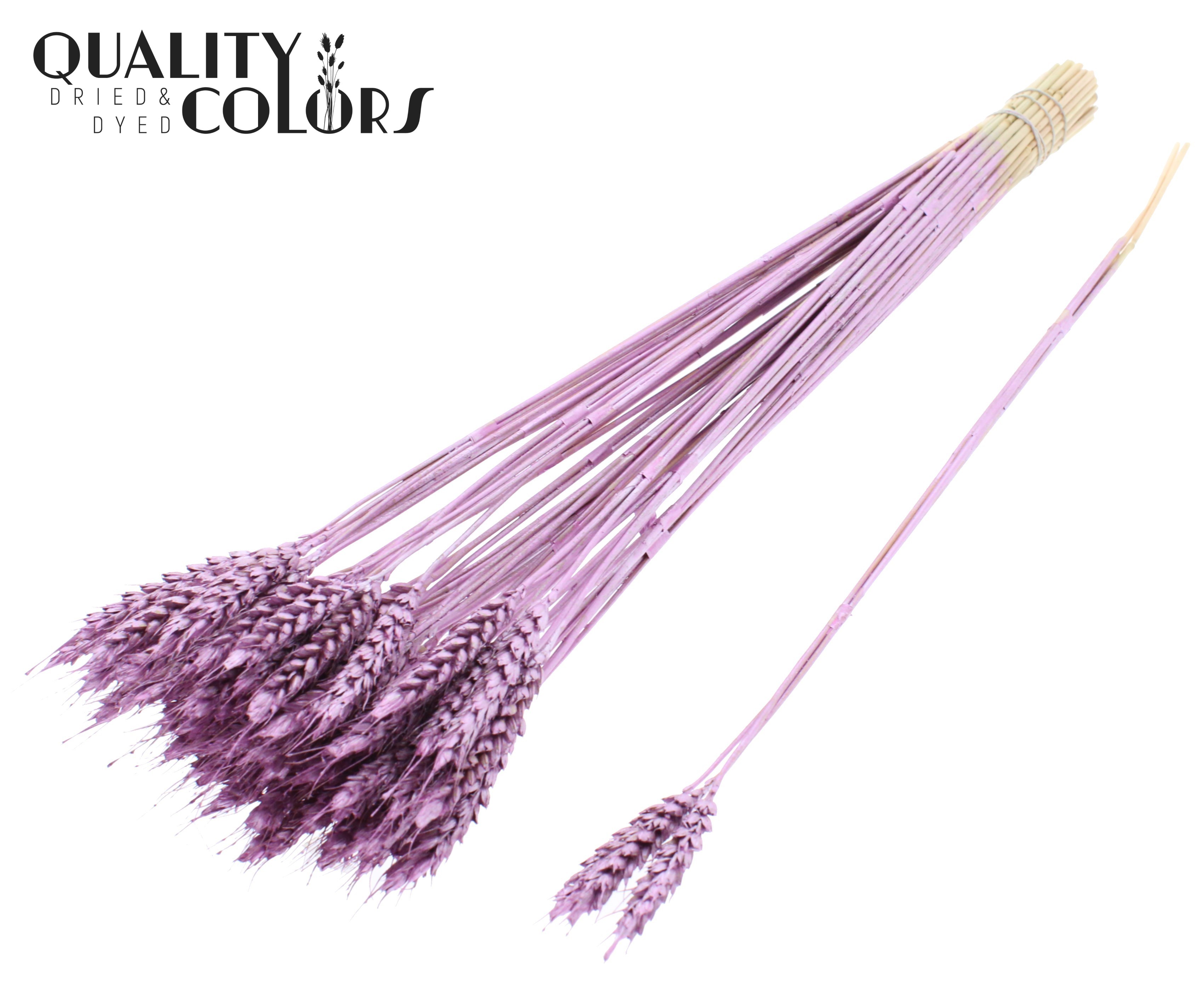 Triticum Tuft Frosted Pink 55cm