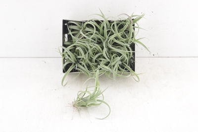 Arr3 Cp Tillandsia Curly Slim