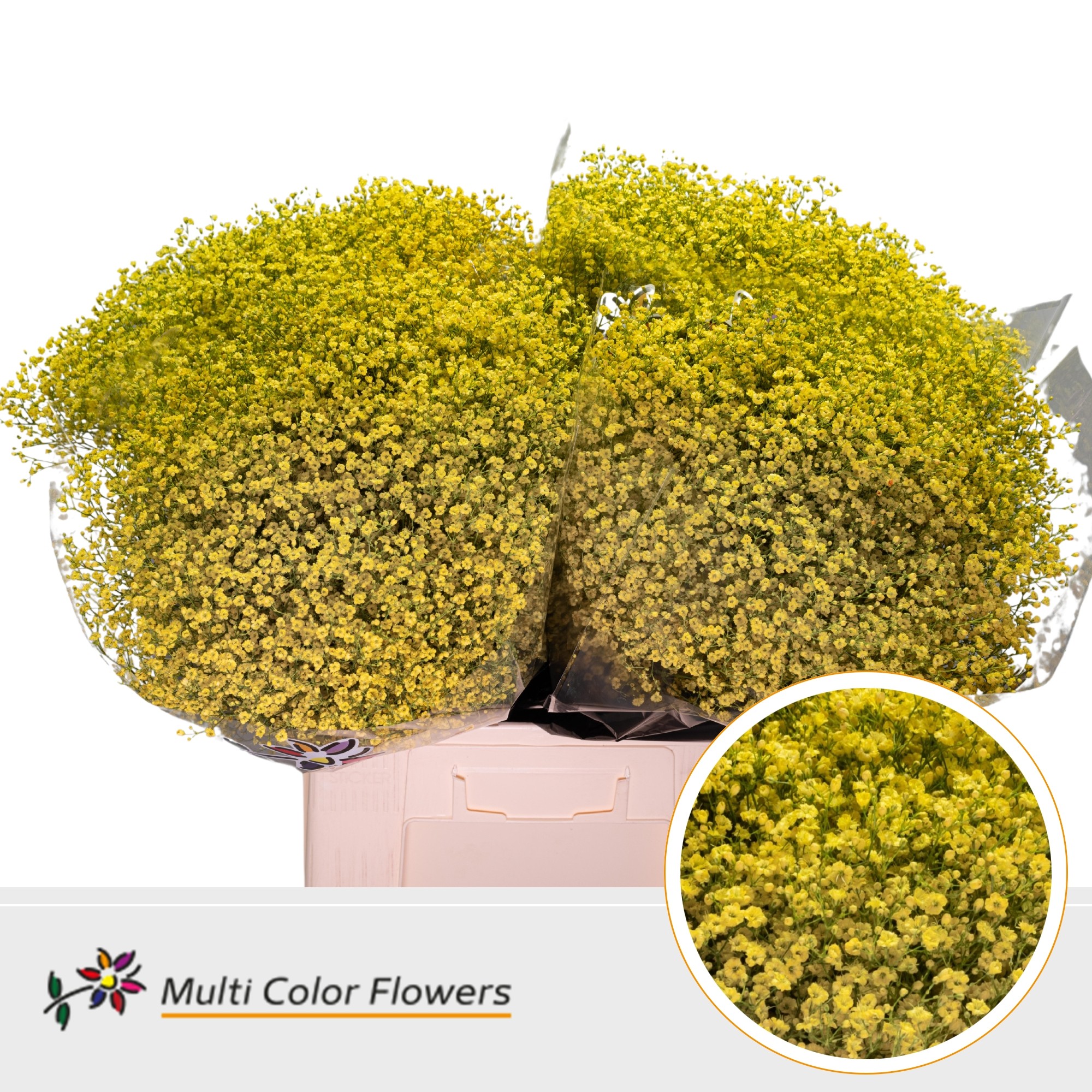 Gypsophila Painted Million Star Yellow 70cm