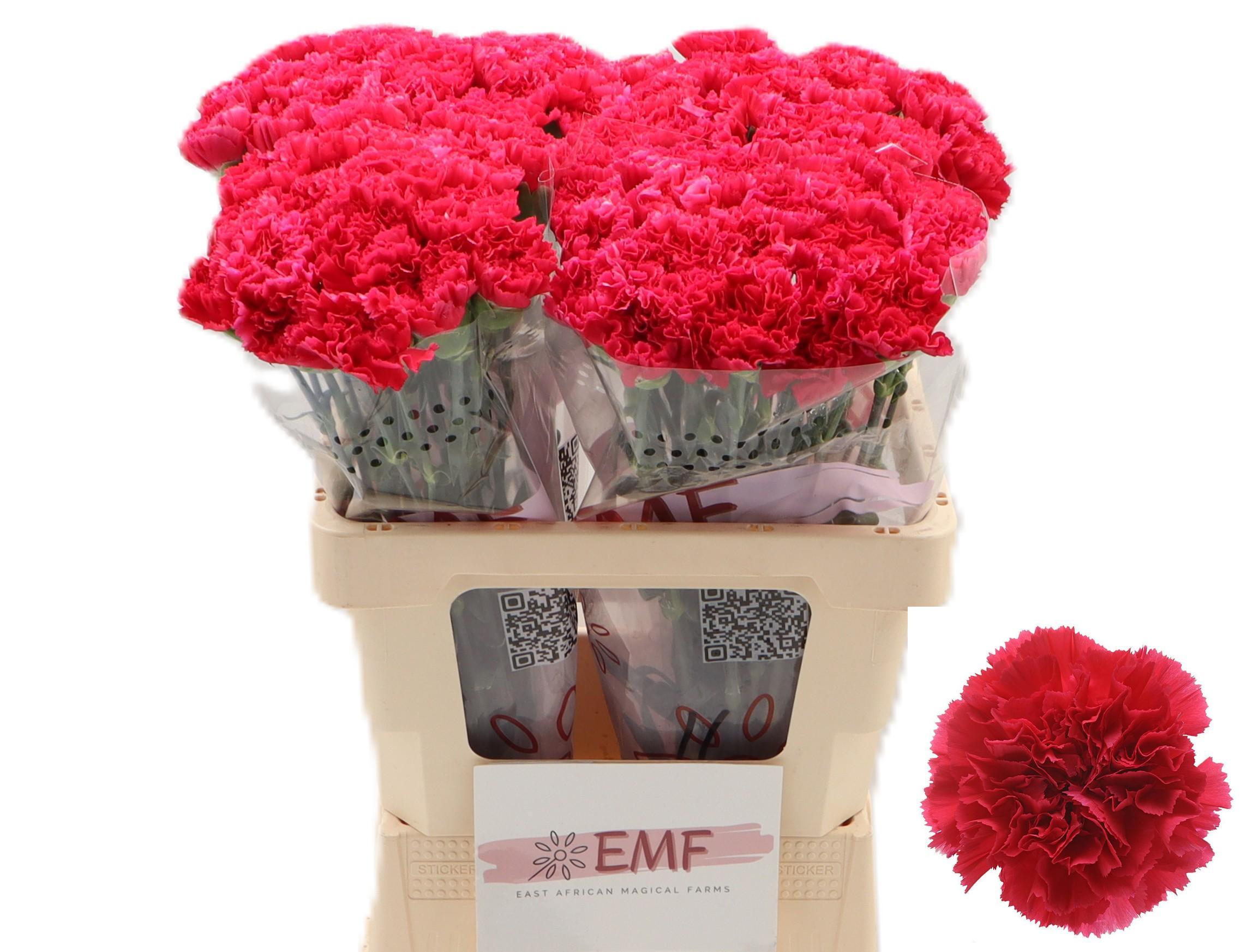 Dianthus St Bizet 60cm