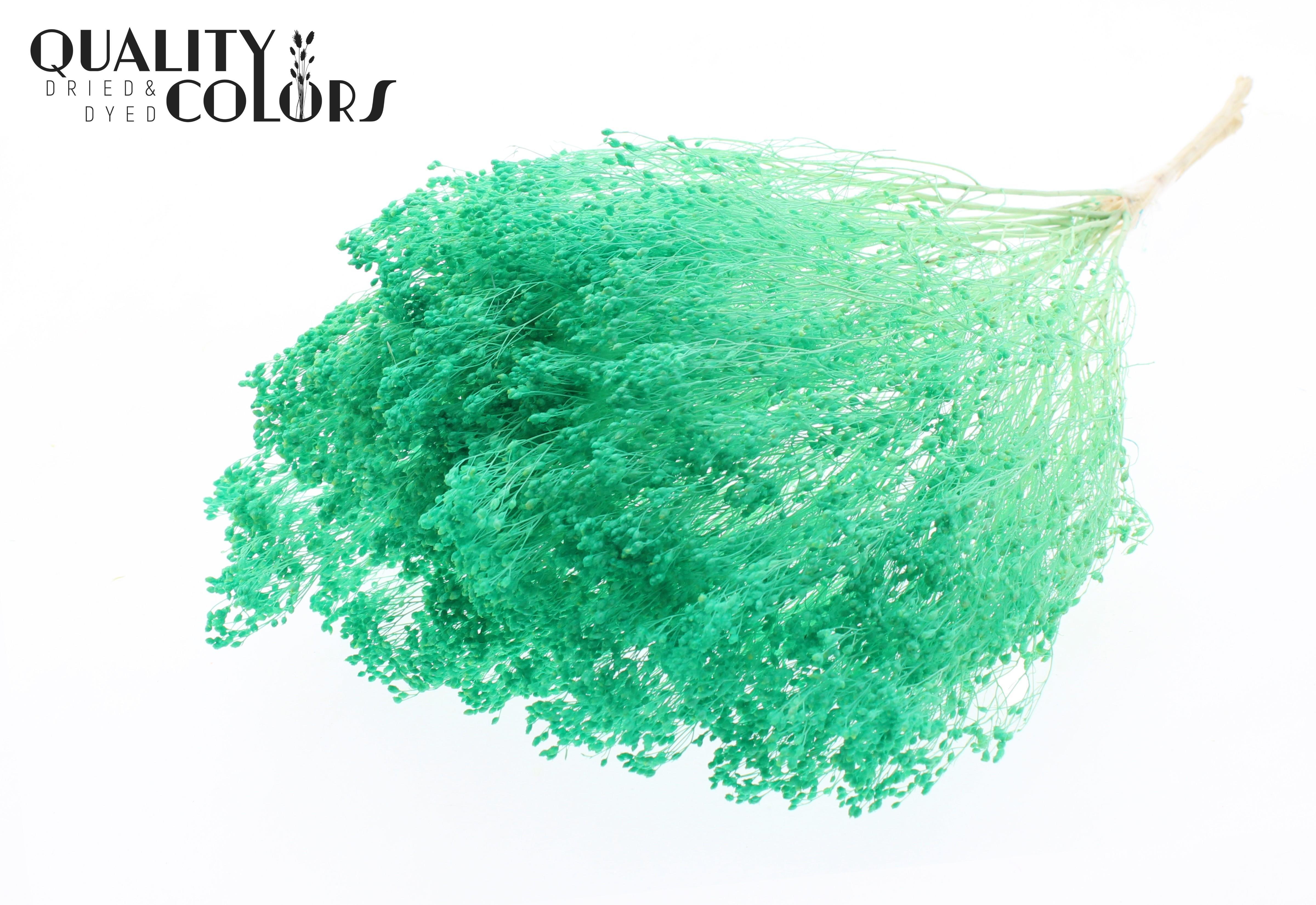 Broom Bloom Mintgreen Per Bunch 50cm