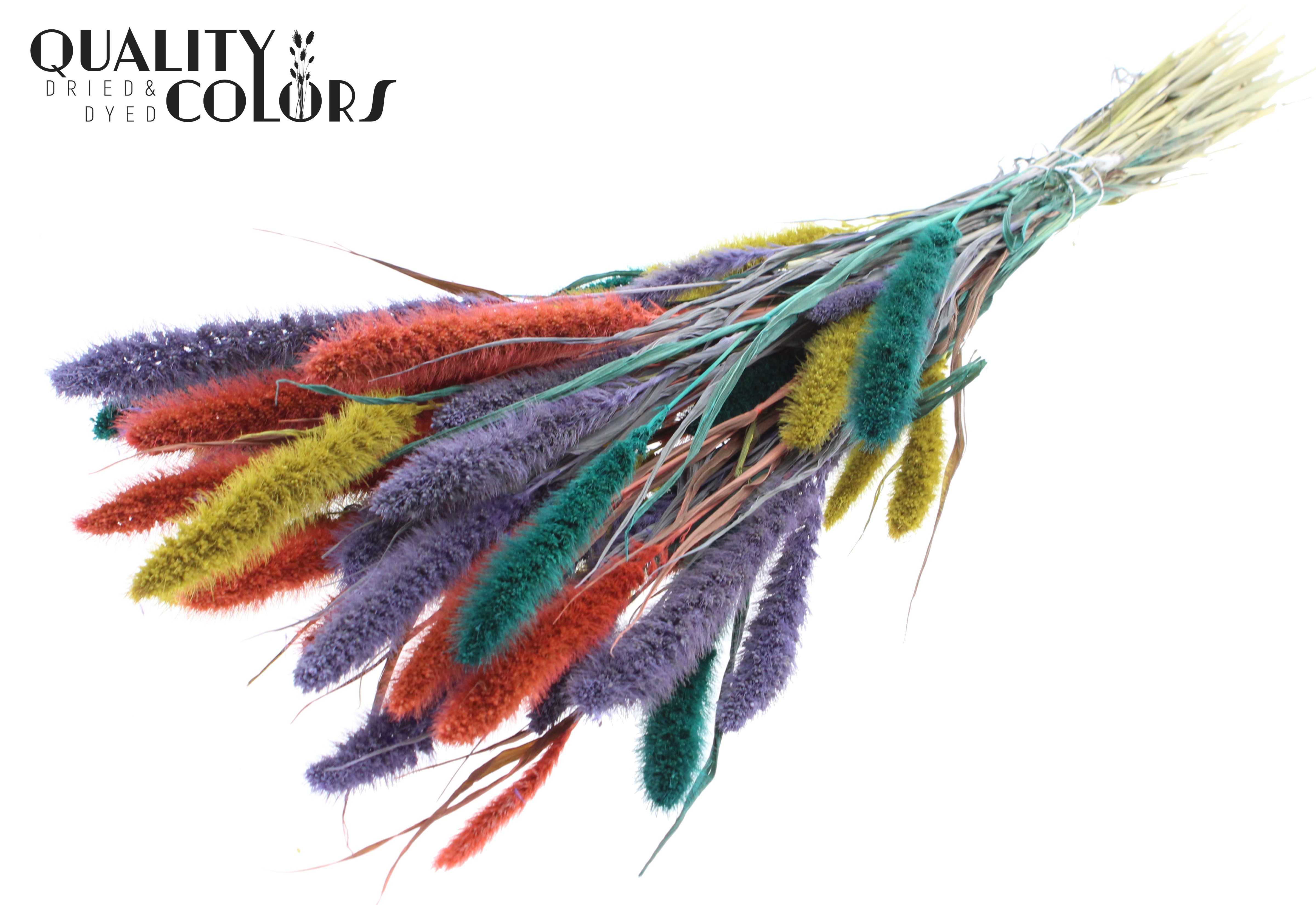 Setaria Colourful 5 Per Bunch 70cm